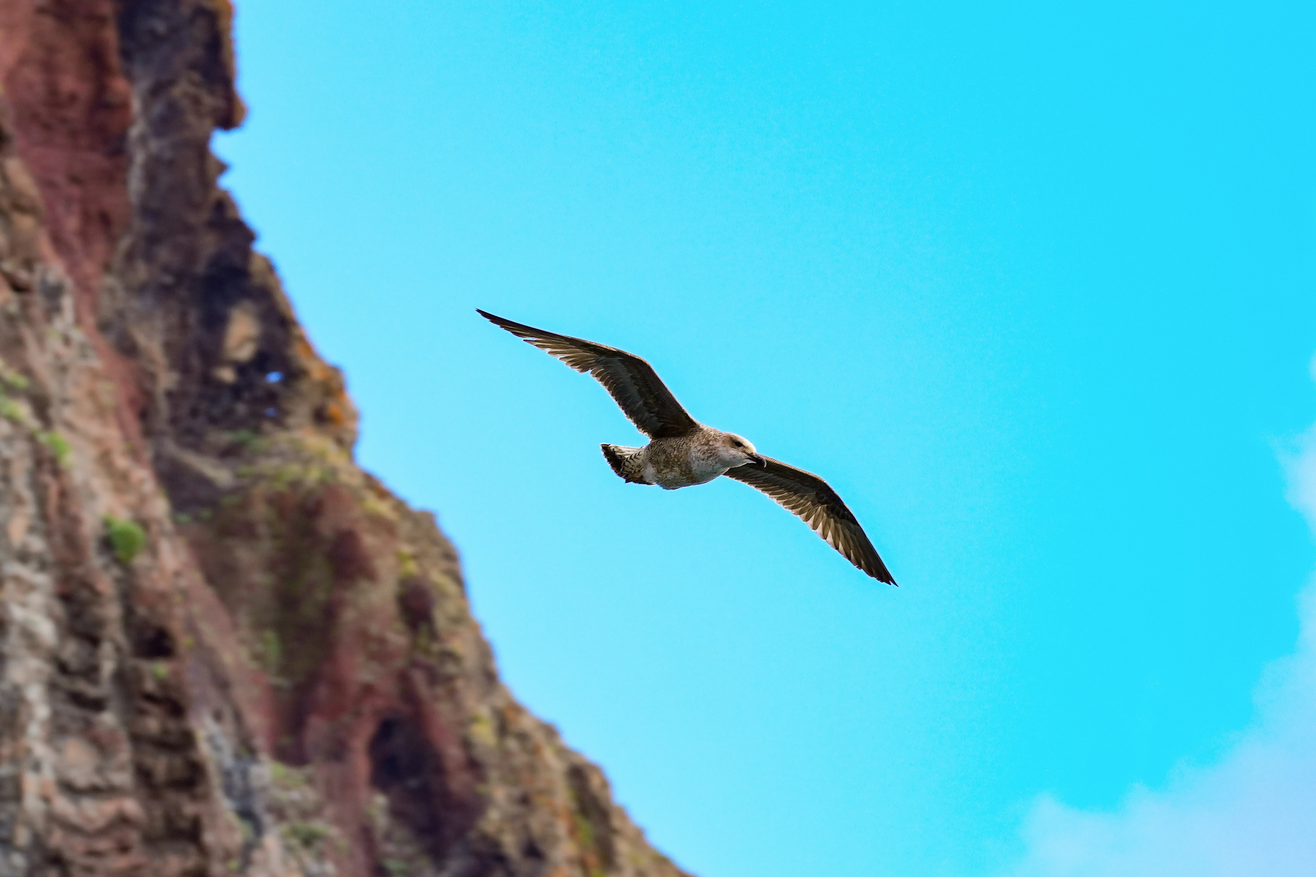 A seagull flies in the sky next to a cliff.