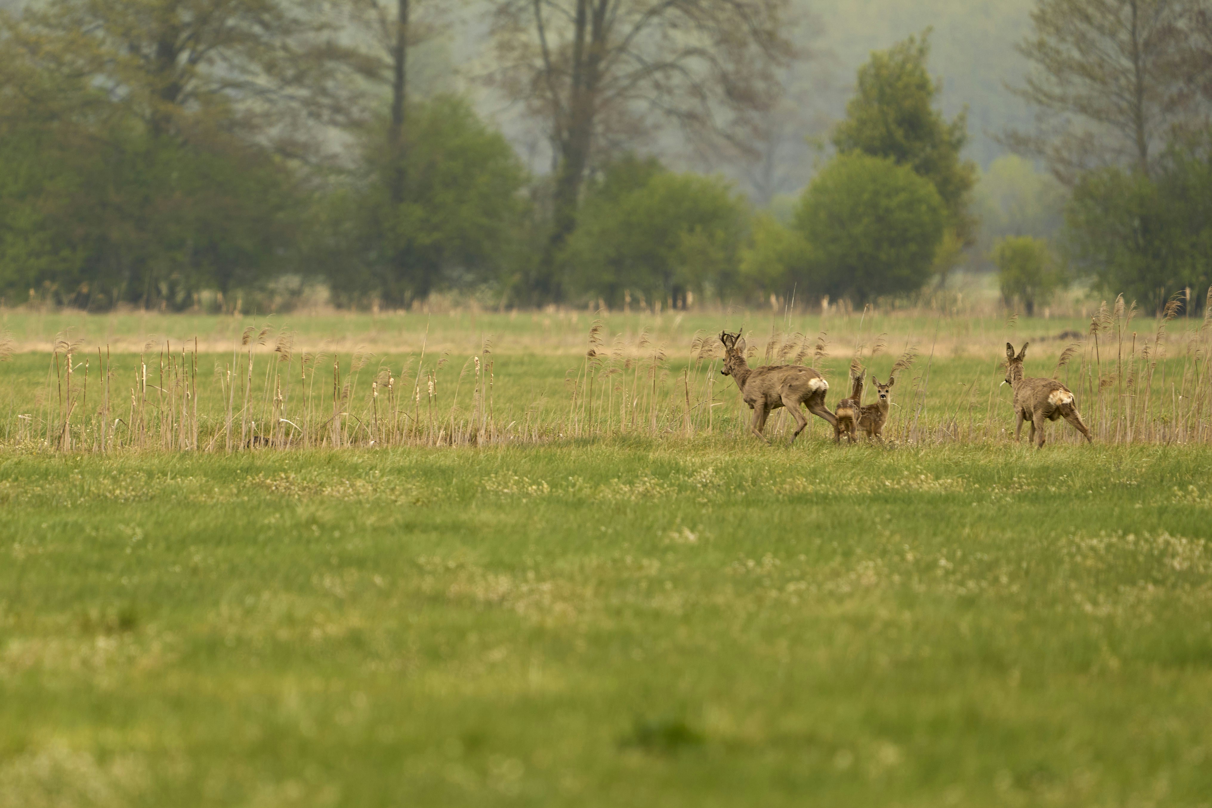 Photo by wolfgang_hasselmann