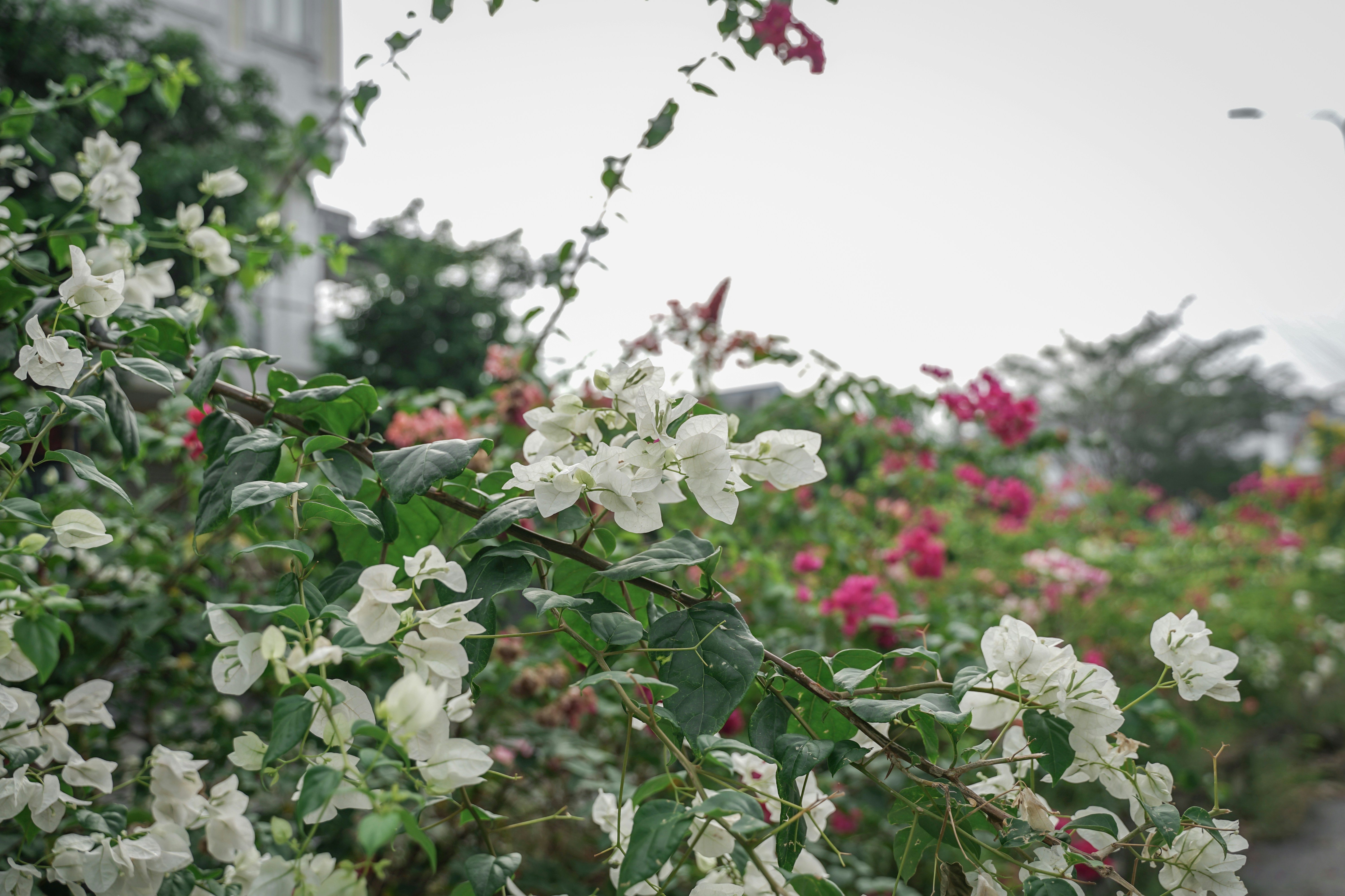 白とピンクのブーゲンビリアの花で緑色の葉を咲かせています。