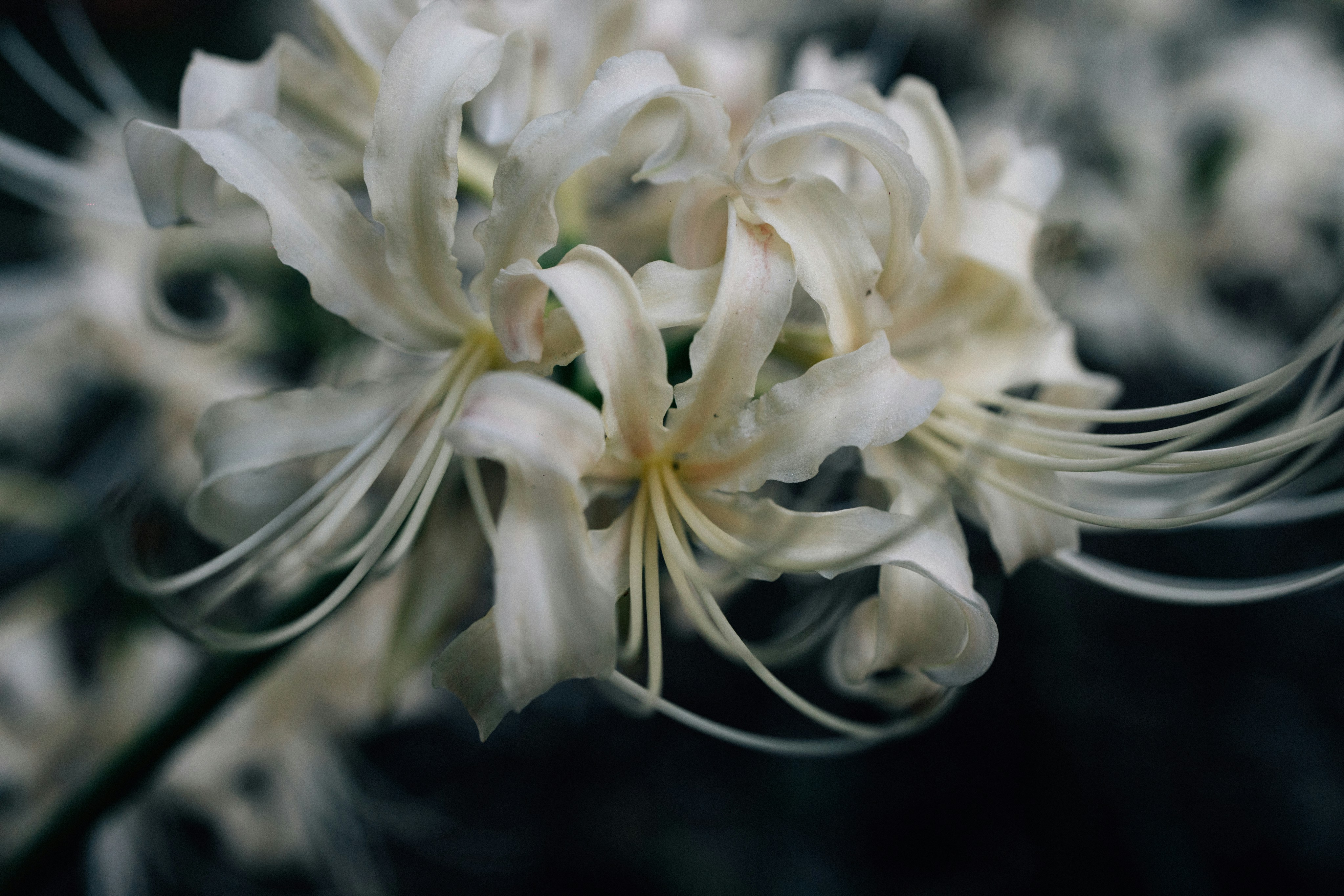 Photo by tsuyoshikozu