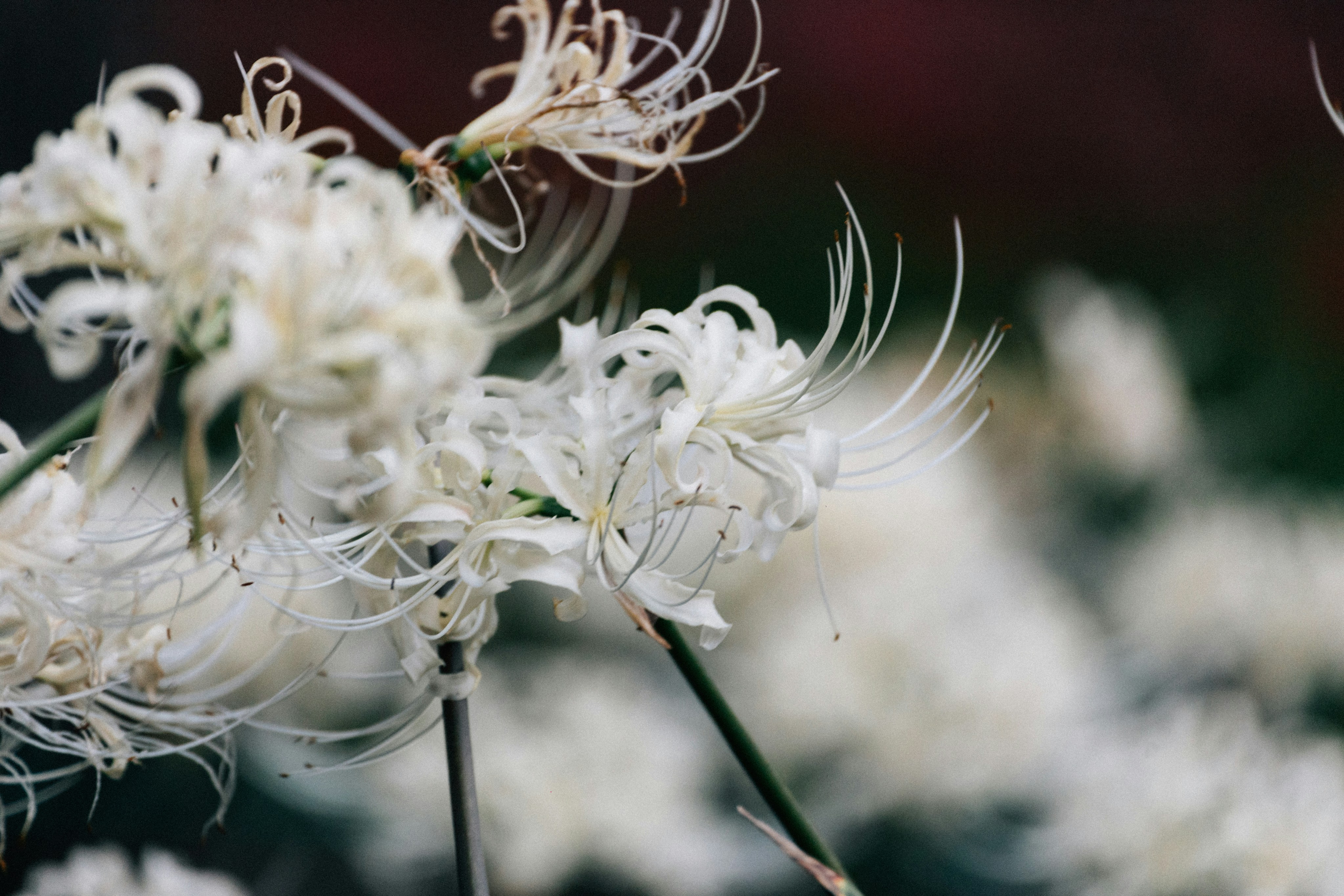 Photo by tsuyoshikozu