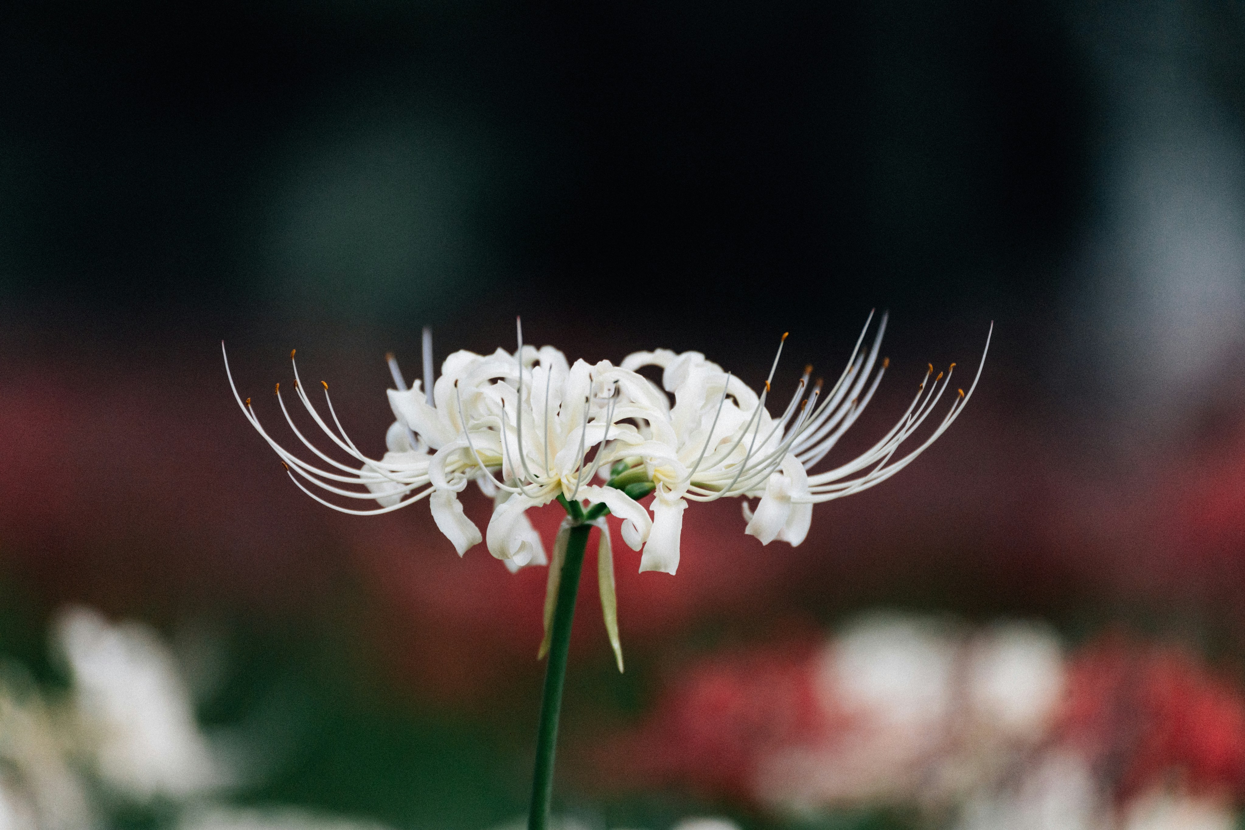 Photo by tsuyoshikozu