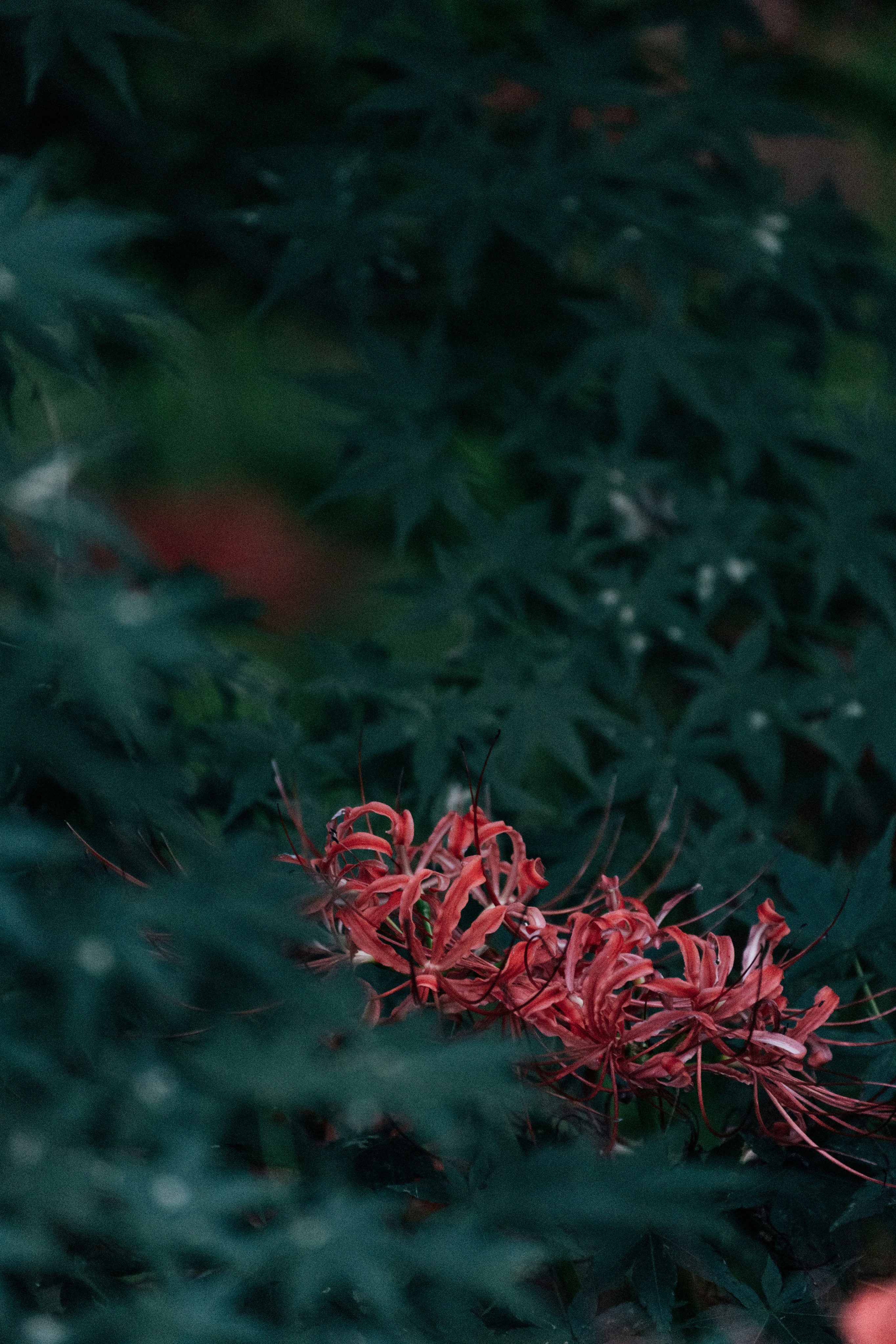 Photo by tsuyoshikozu