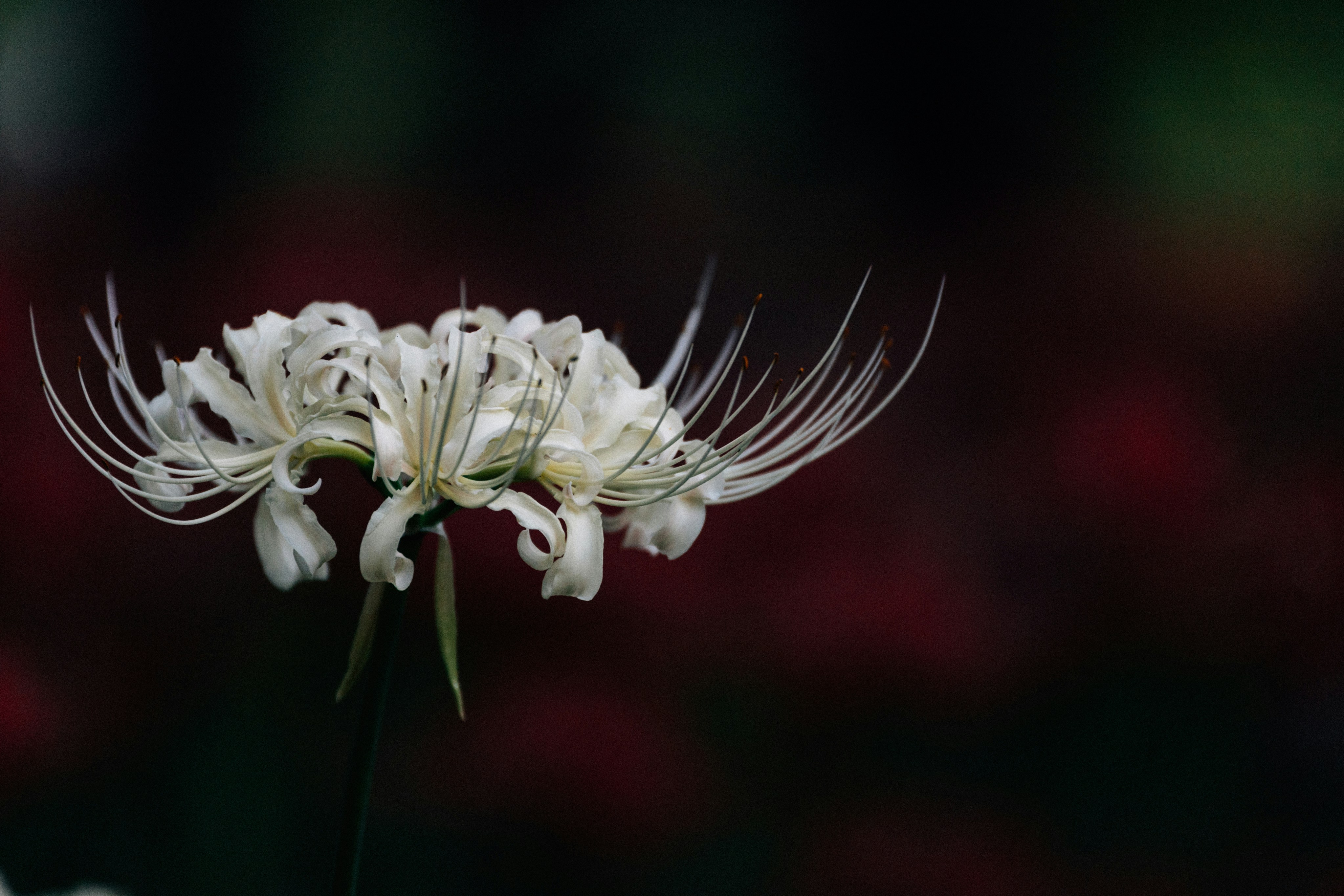 Photo by tsuyoshikozu