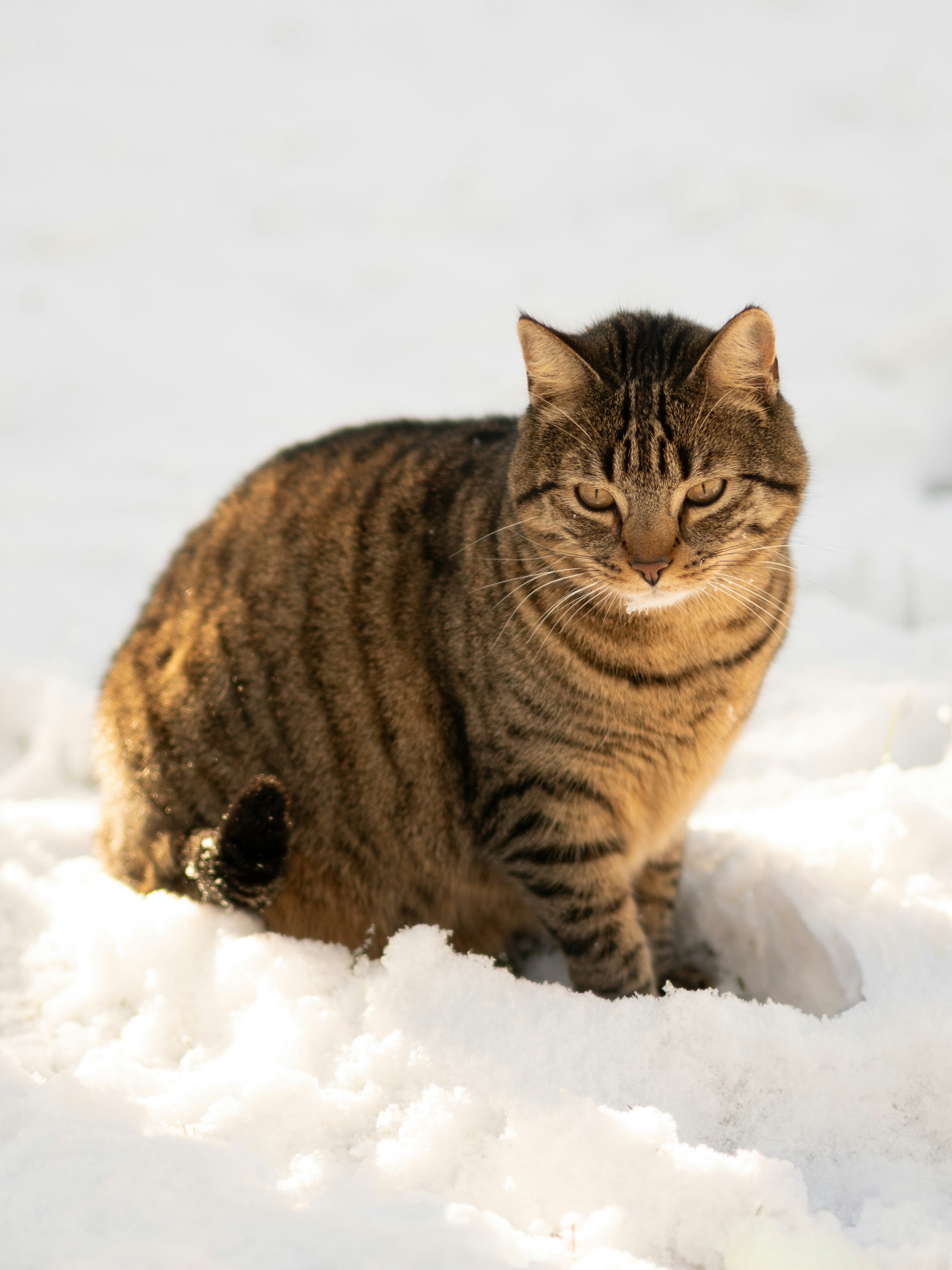 A tabby cat sits in the snow