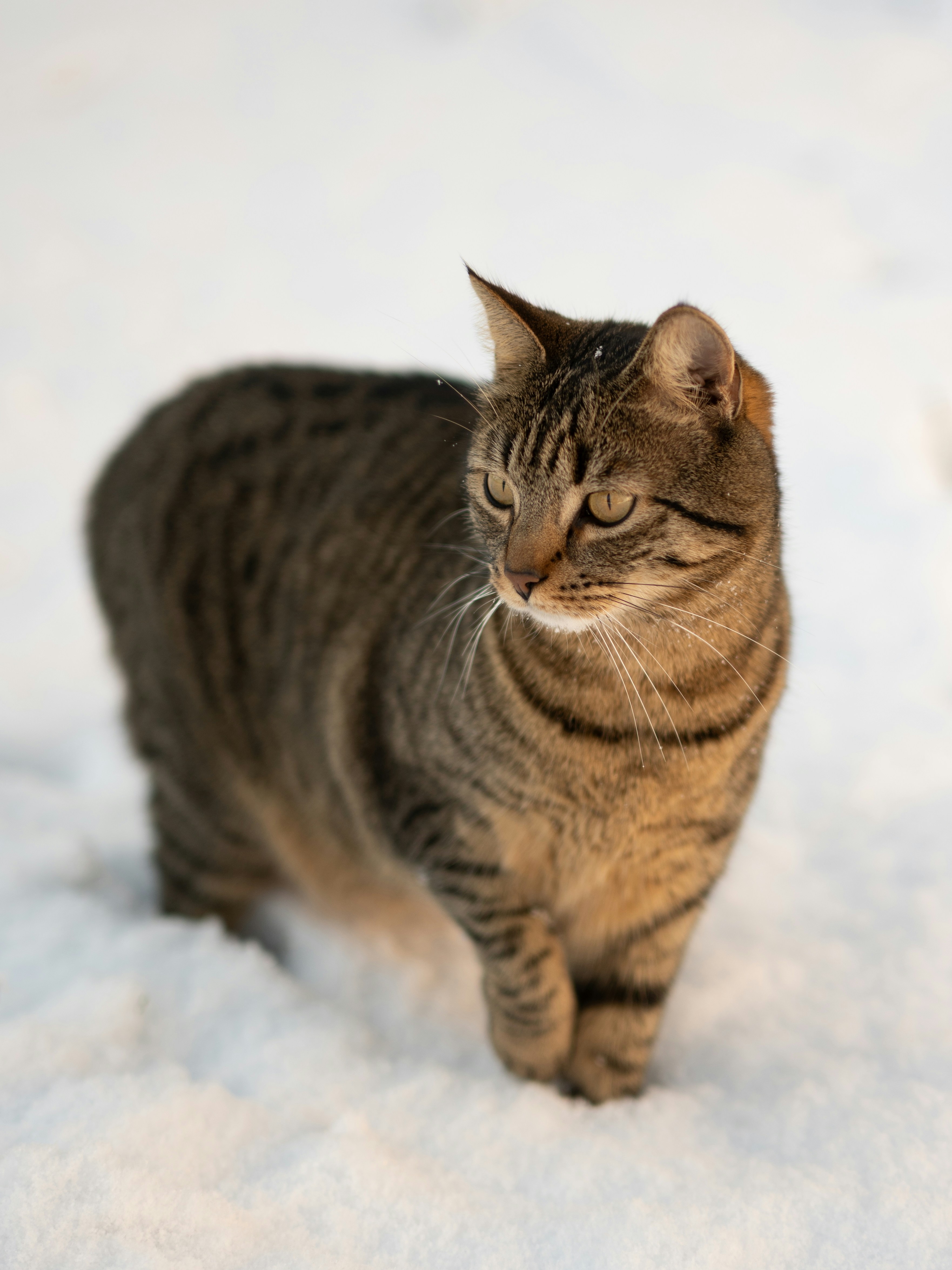 A tabby cat stands in the snow.