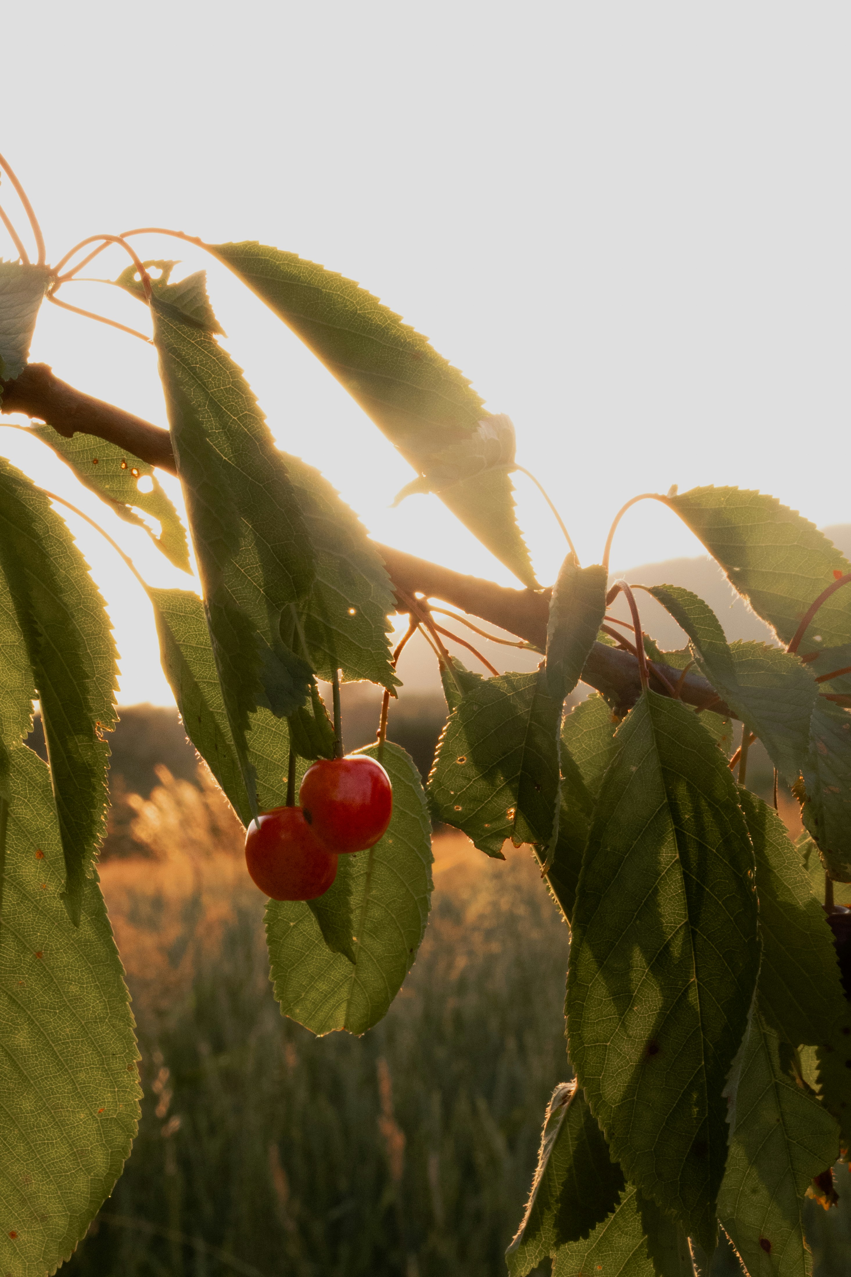 Two cherries hang on a branch at sunset.