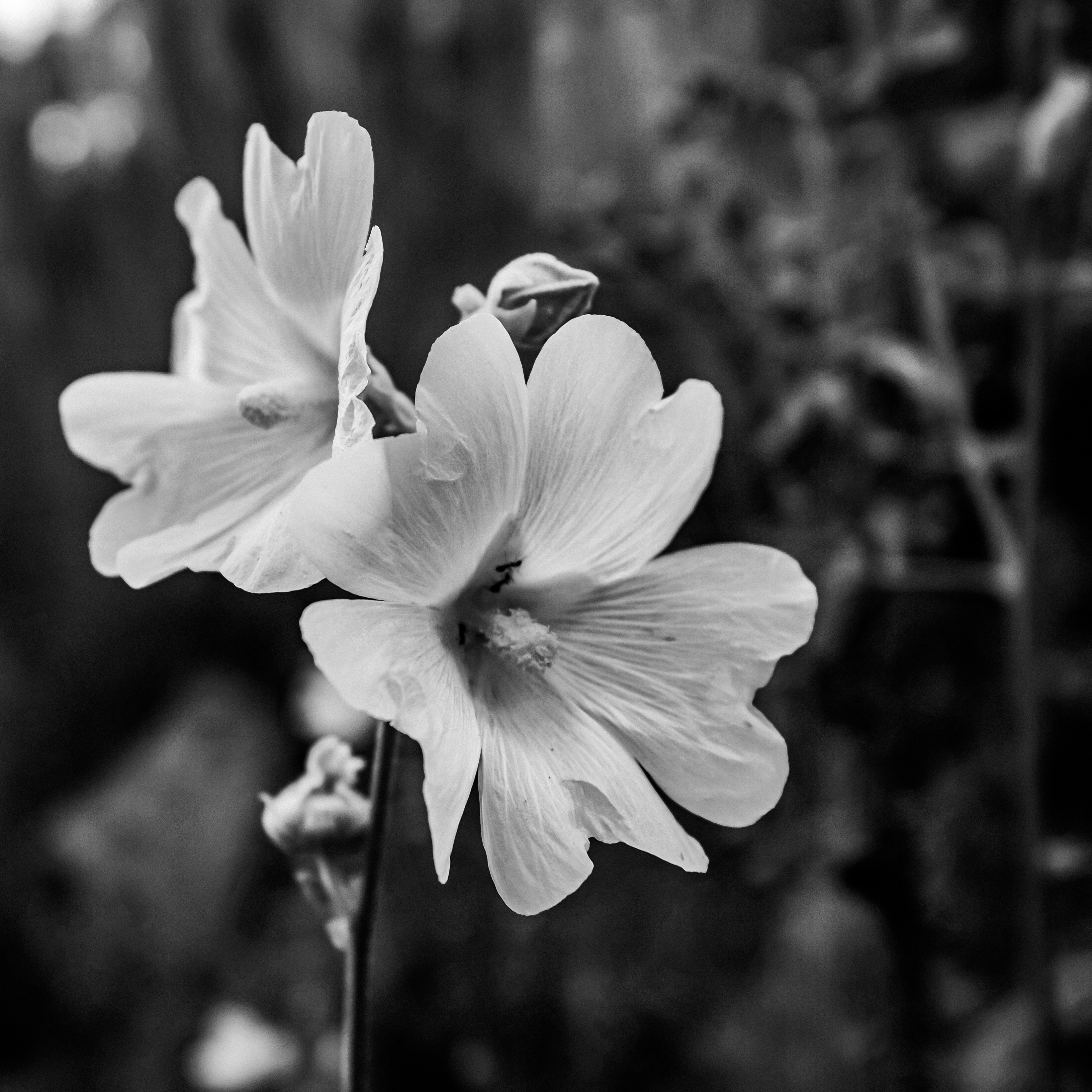 Photo by oldsoulframes