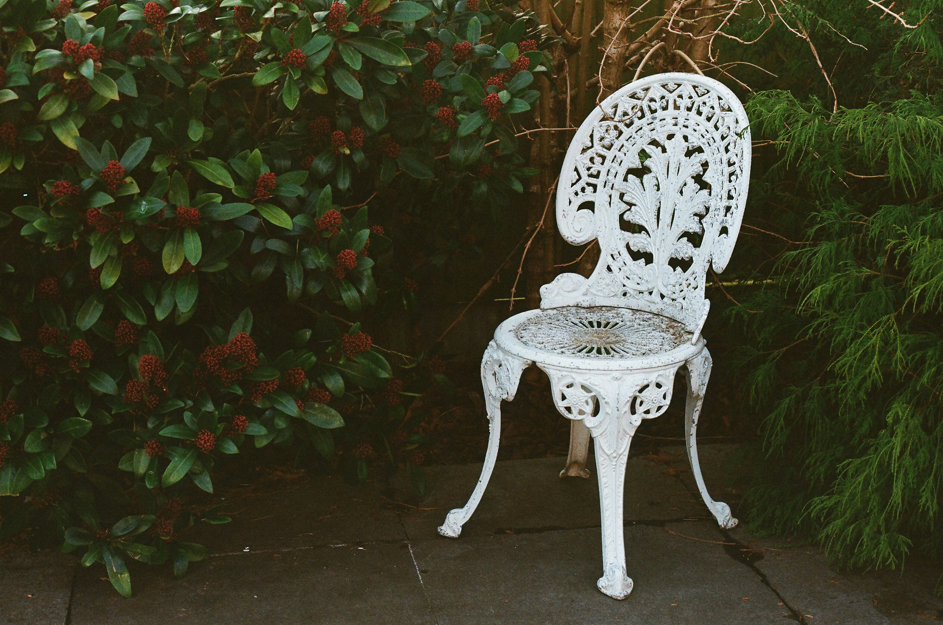 Ornate white chair sits amidst lush green foliage.