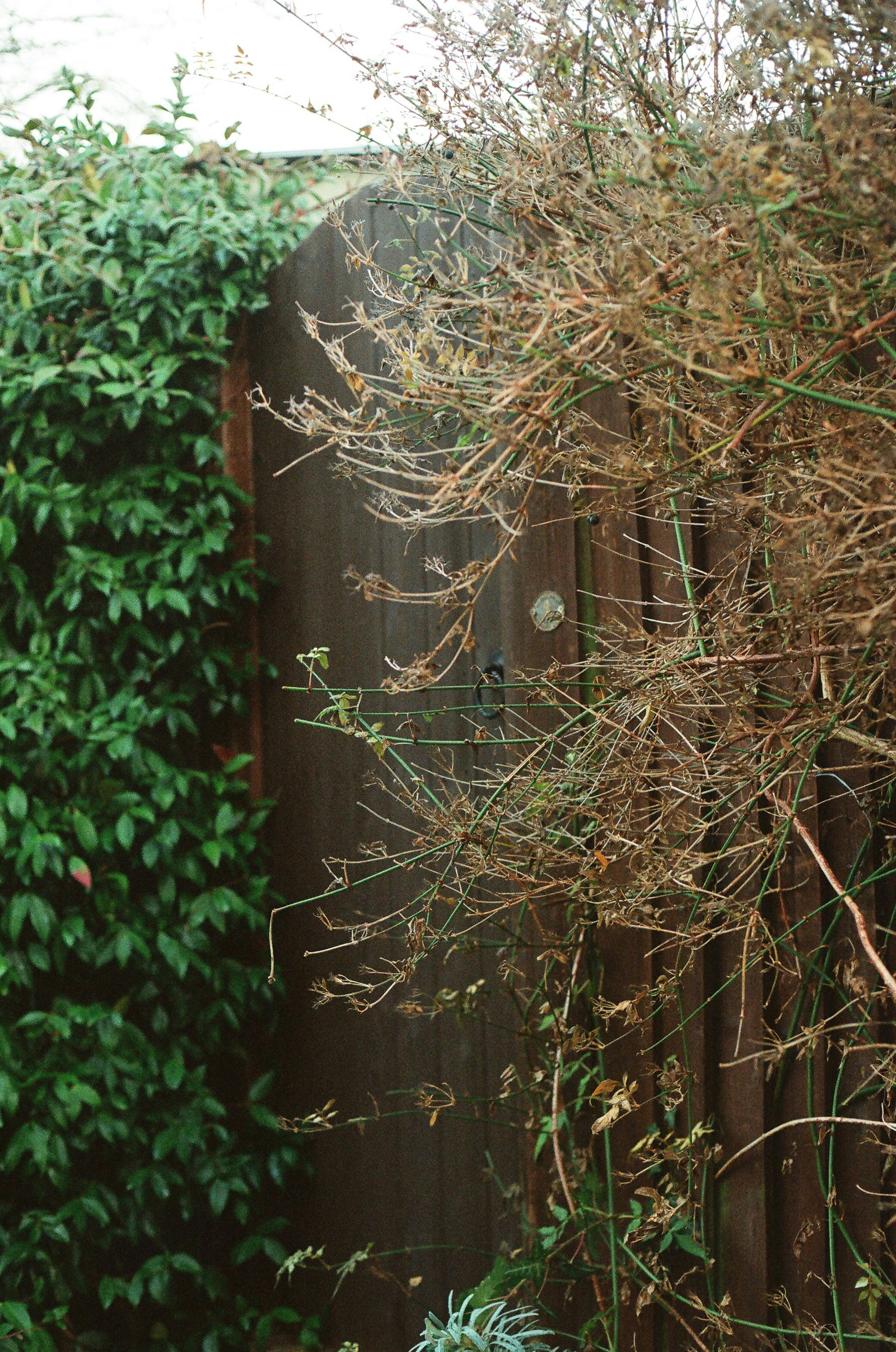 Wooden gate partially obscured by overgrown plants