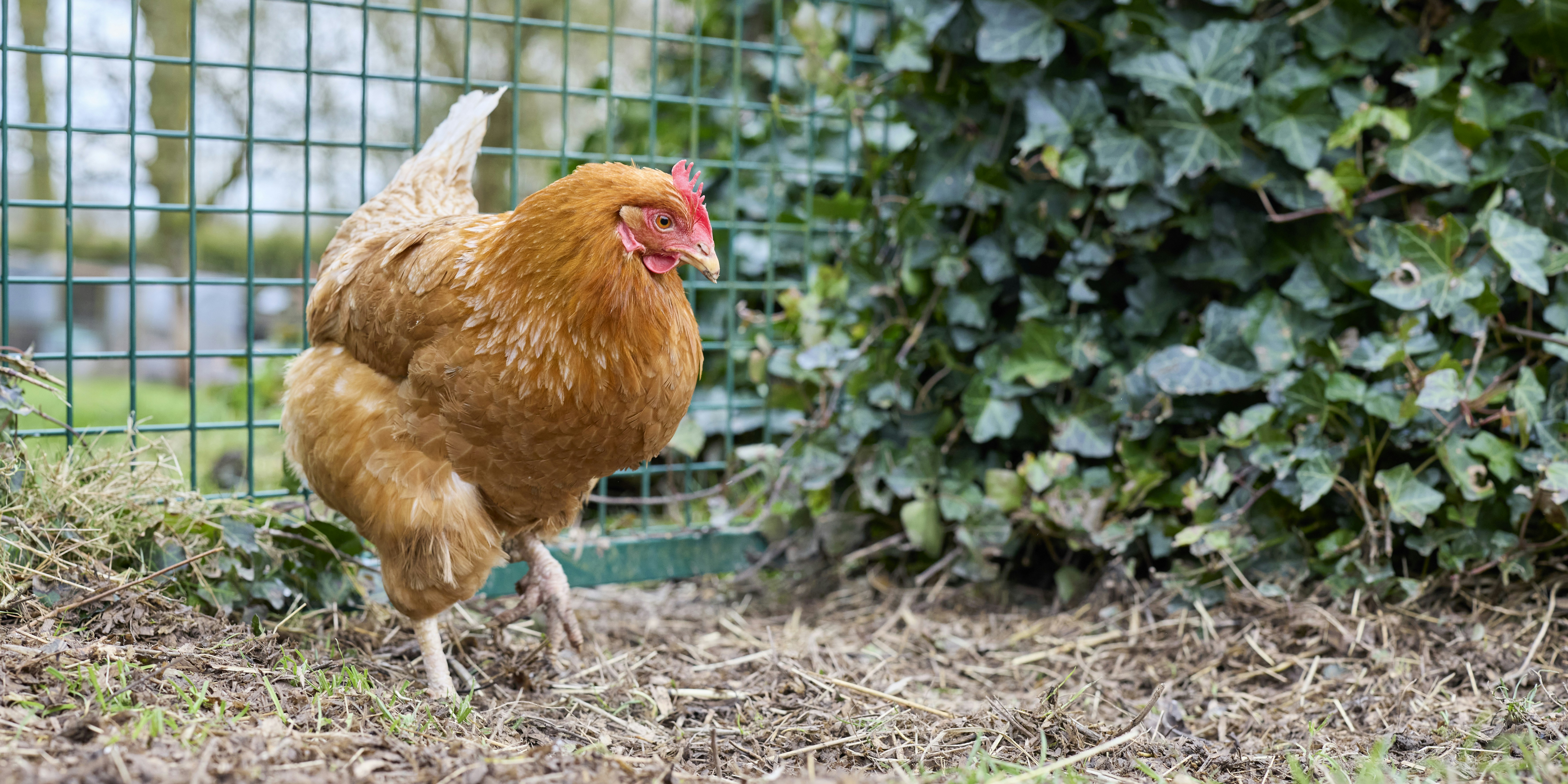 Photo by erwinbosman