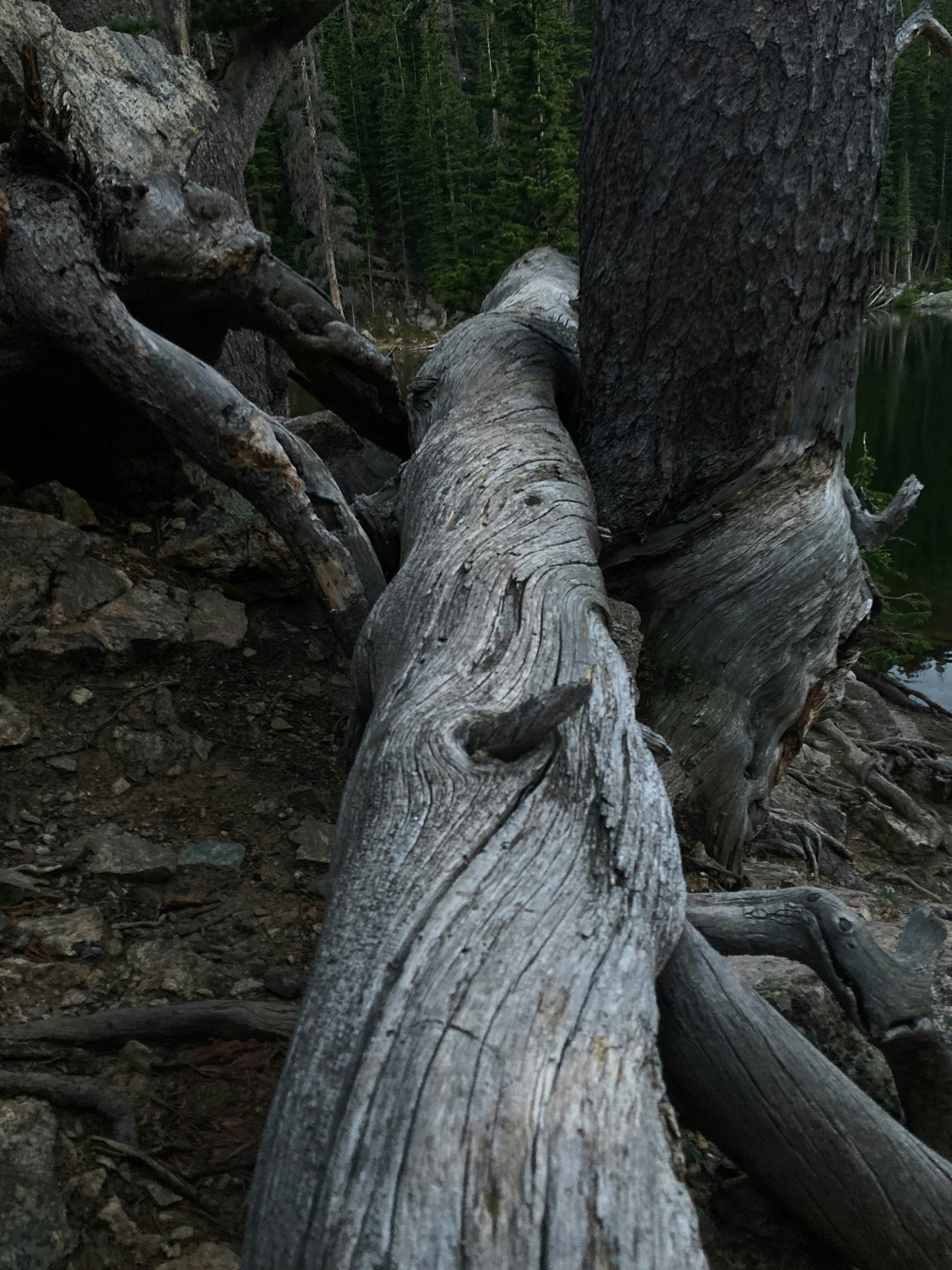 Gnarled driftwood lies on a rocky shore near trees.
