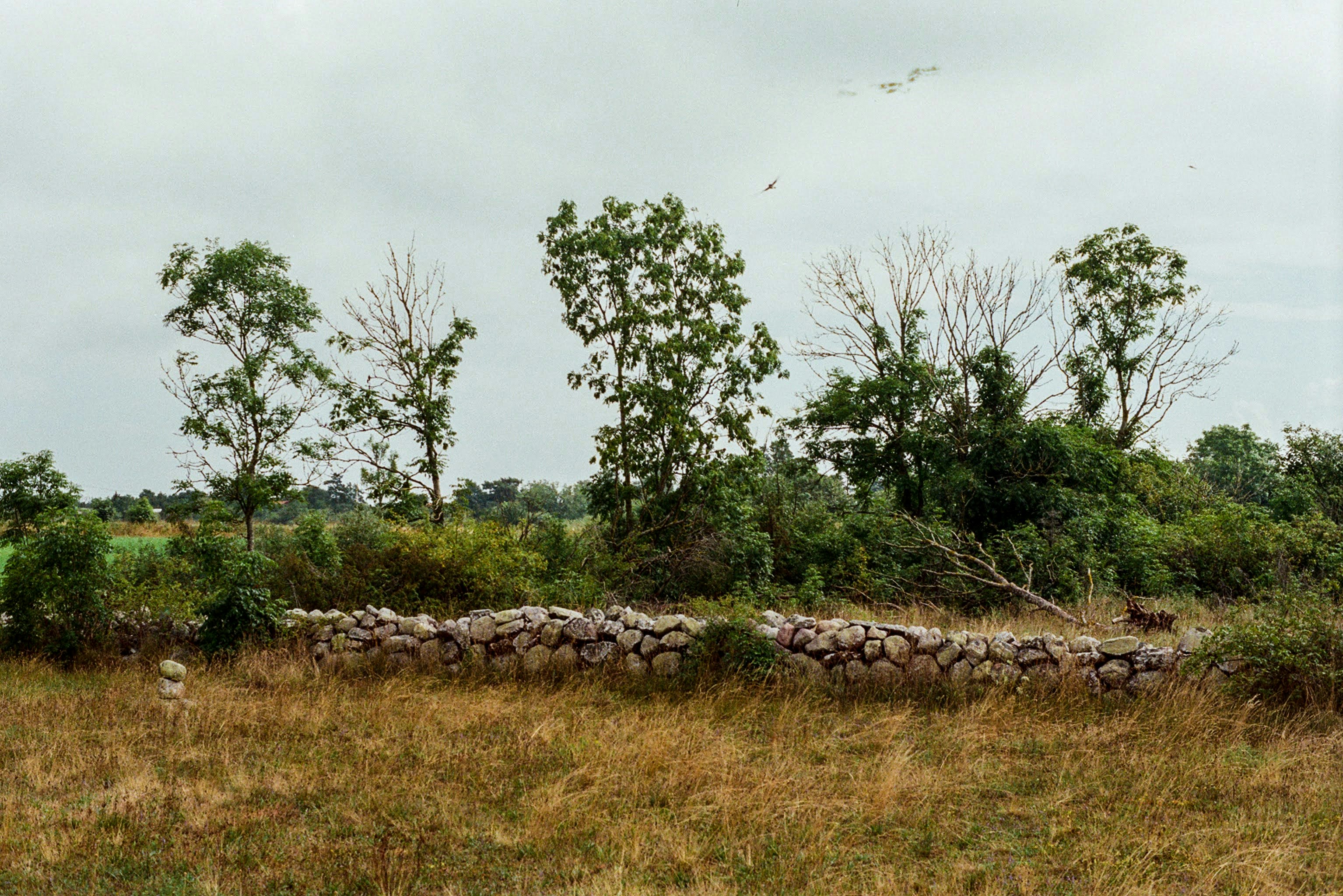 Stone wall in a dry grassy field with trees.