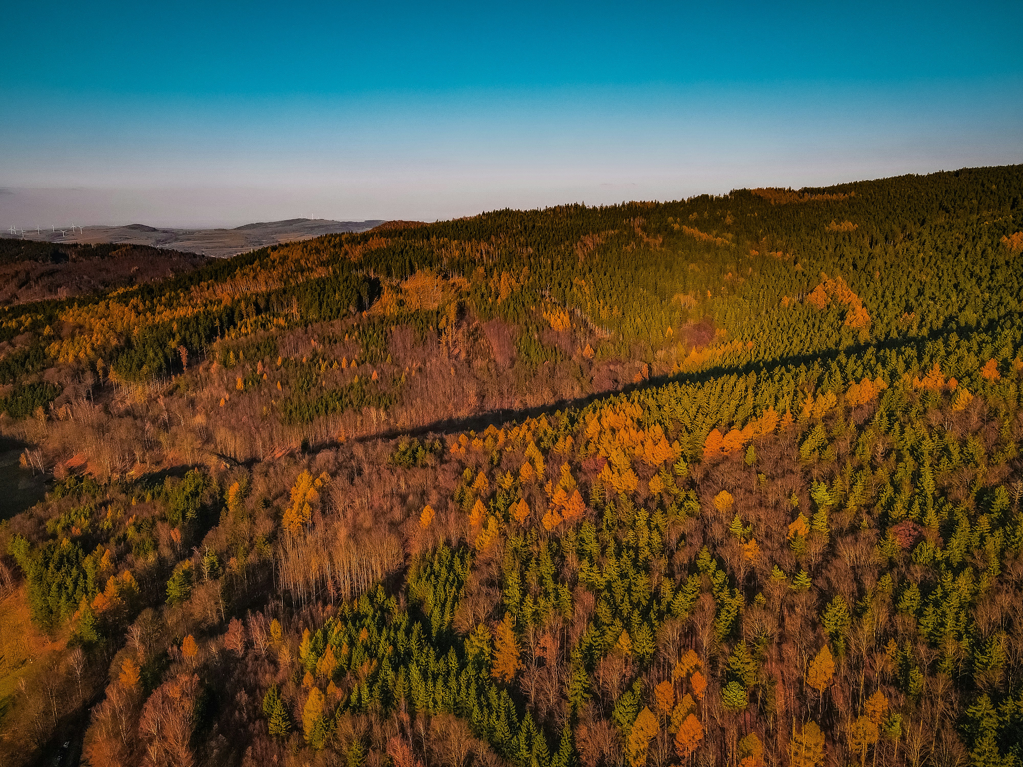 Autumn forest on a hillside under a clear sky