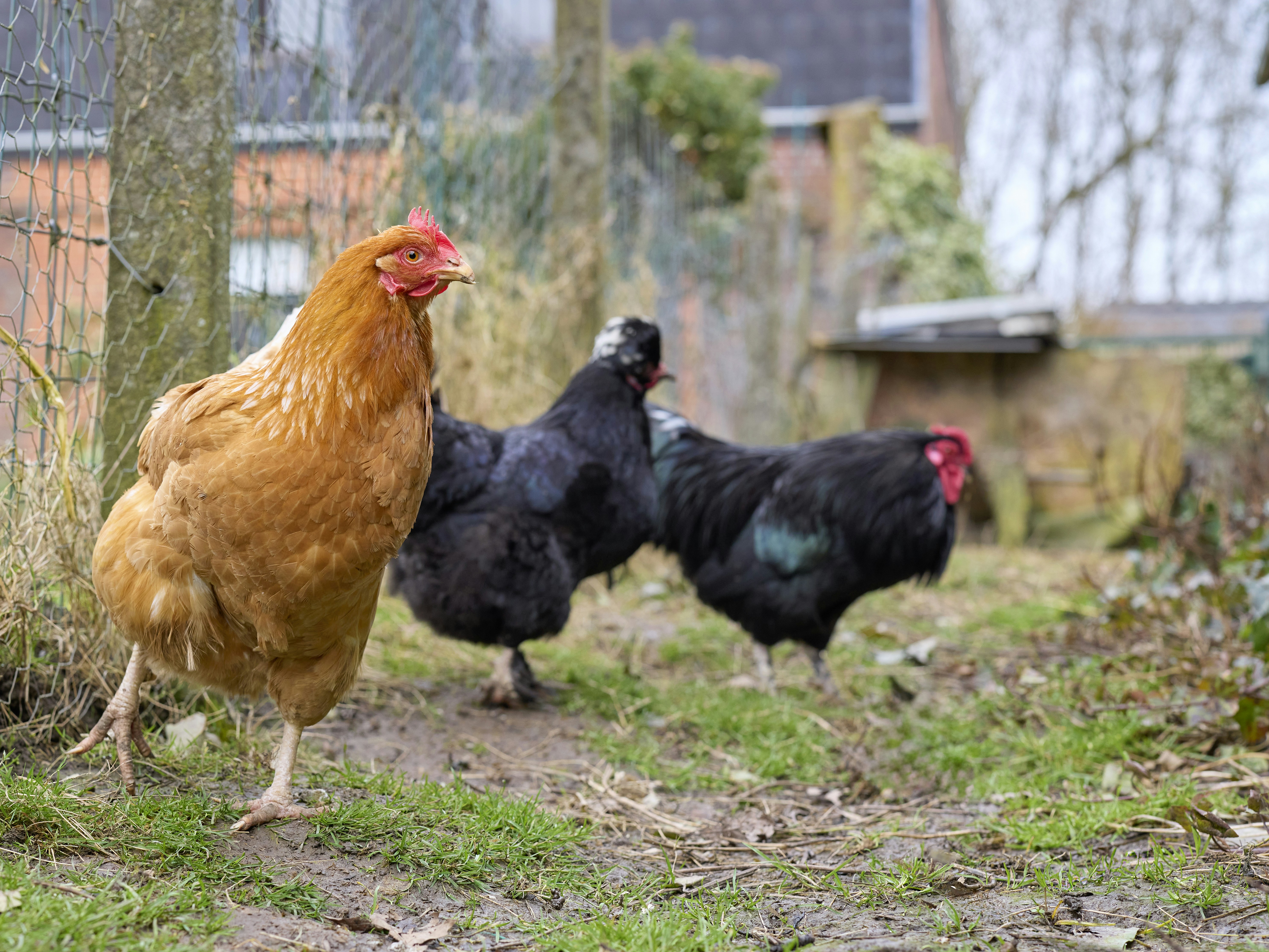 Photo by erwinbosman