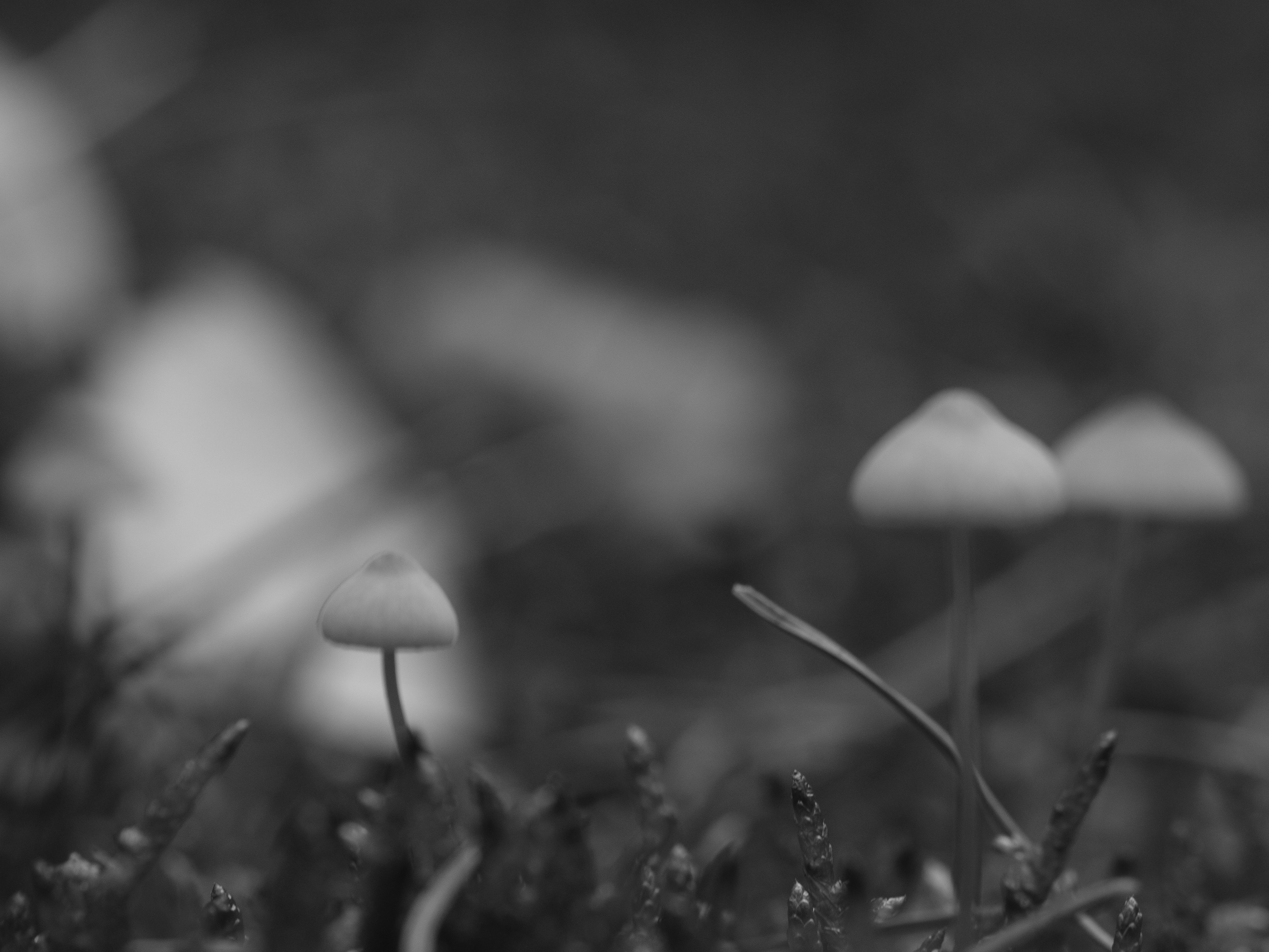 Photo by haberdoedas