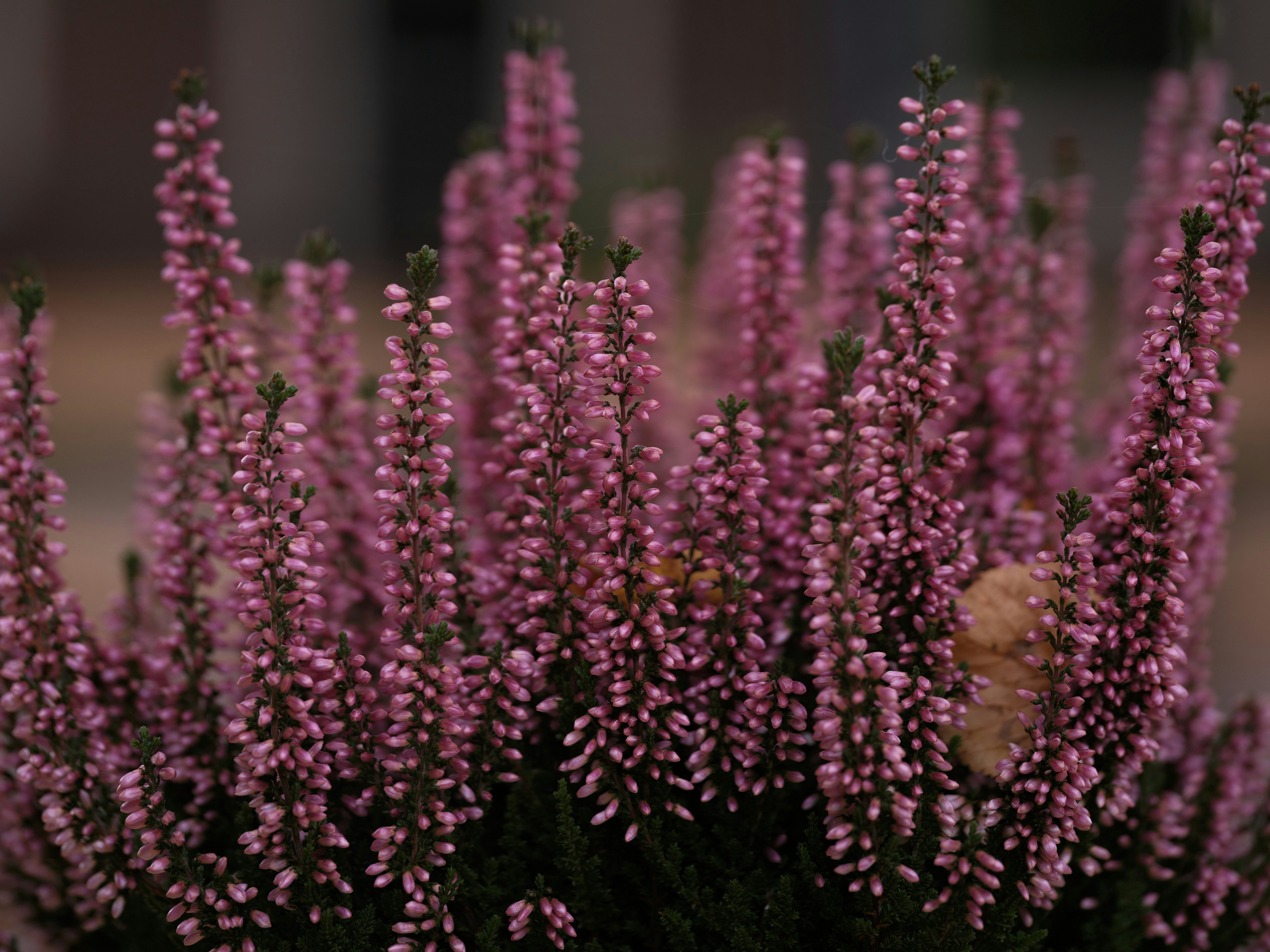 Photo by haberdoedas