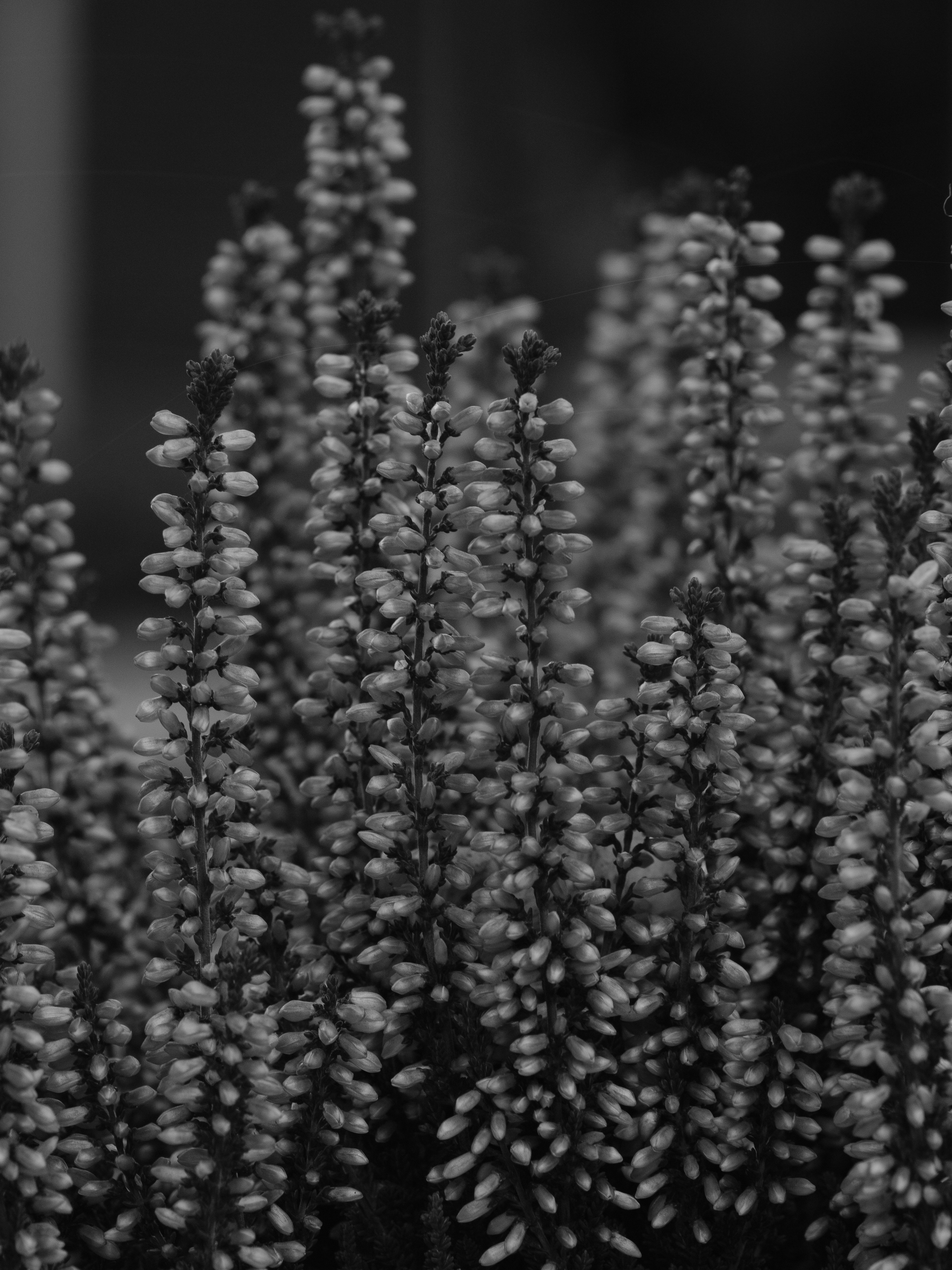 Photo by haberdoedas