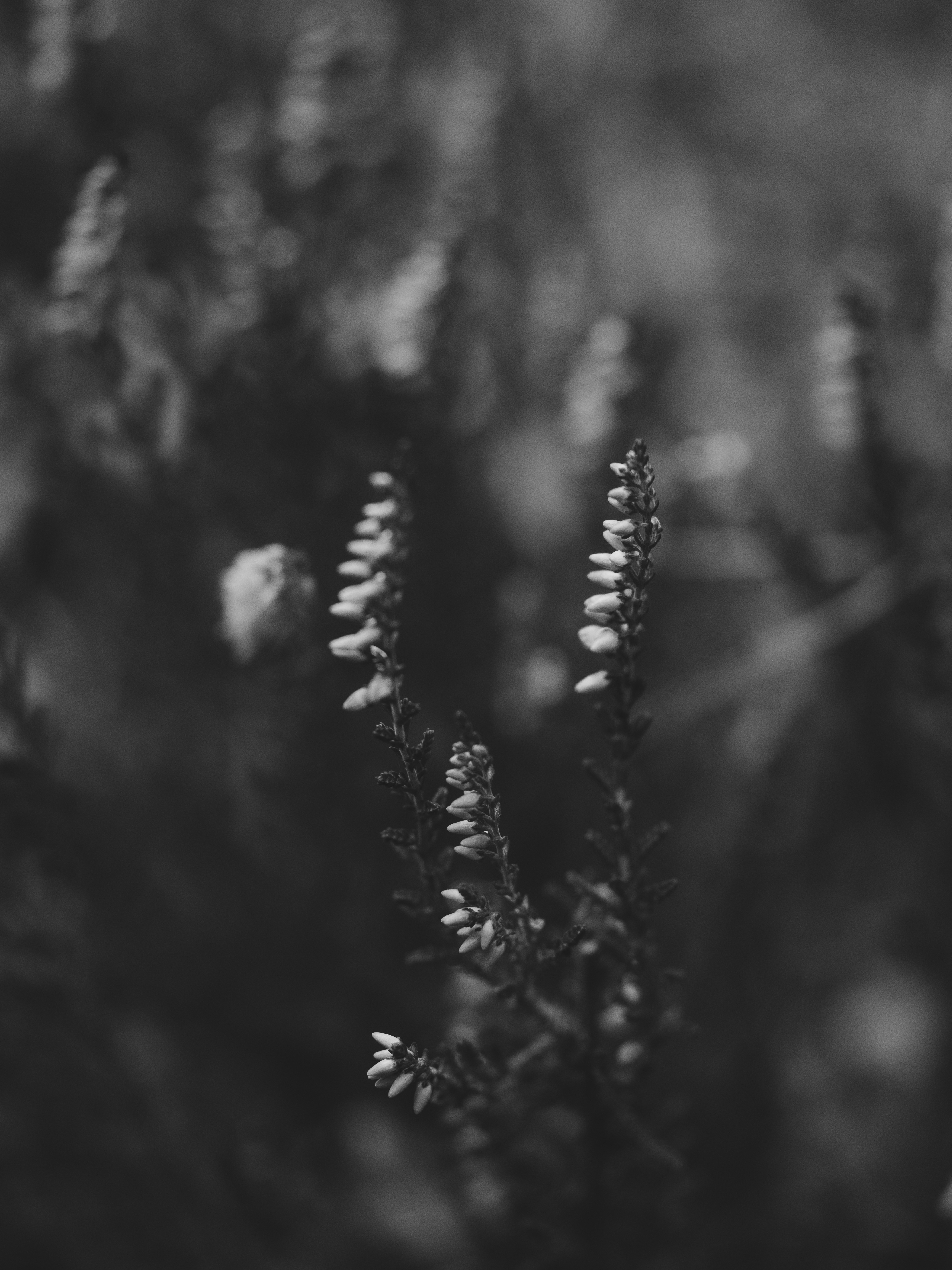 Photo by haberdoedas