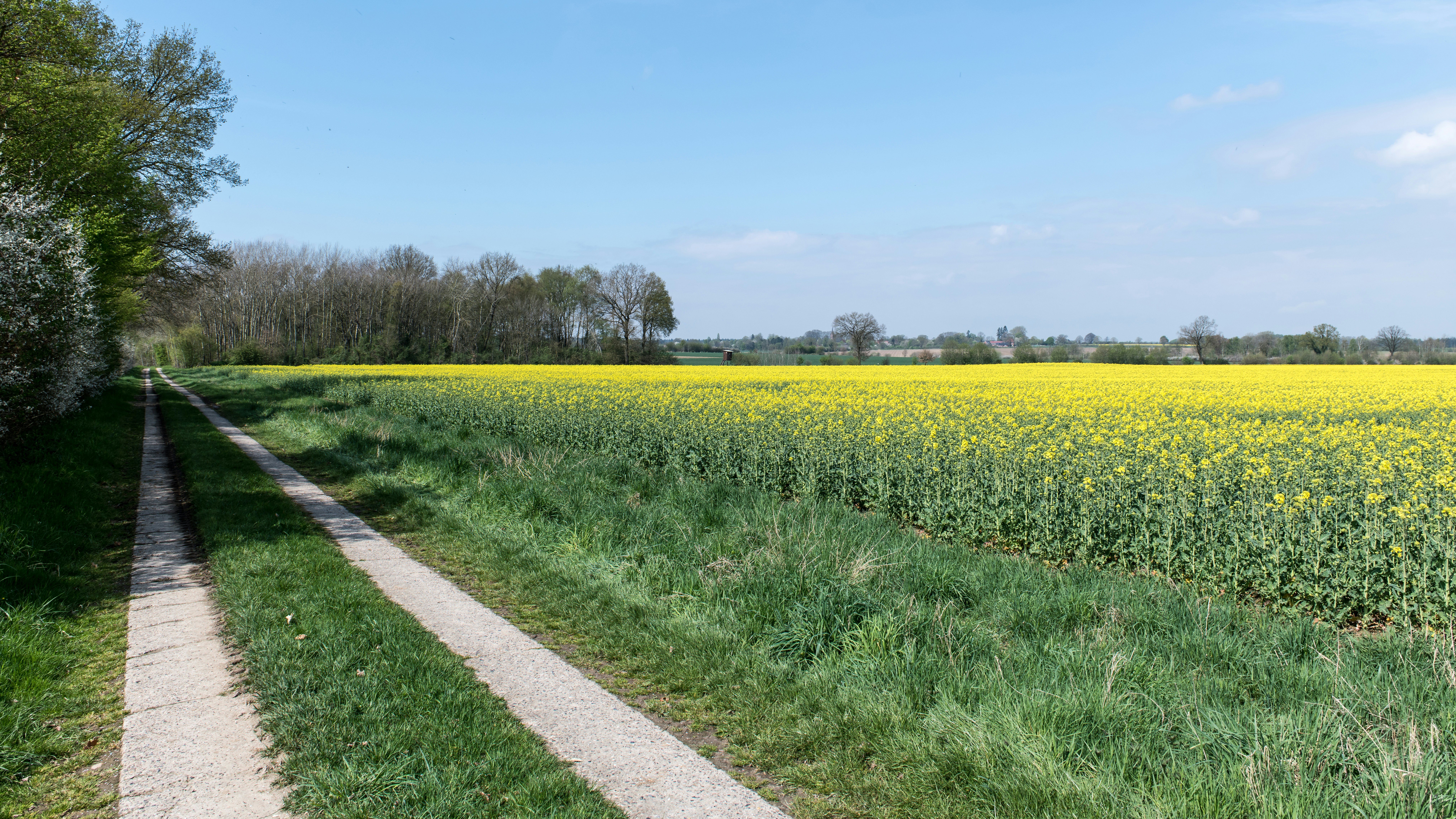 Dirt path through a vibrant yellow field under blue sky.