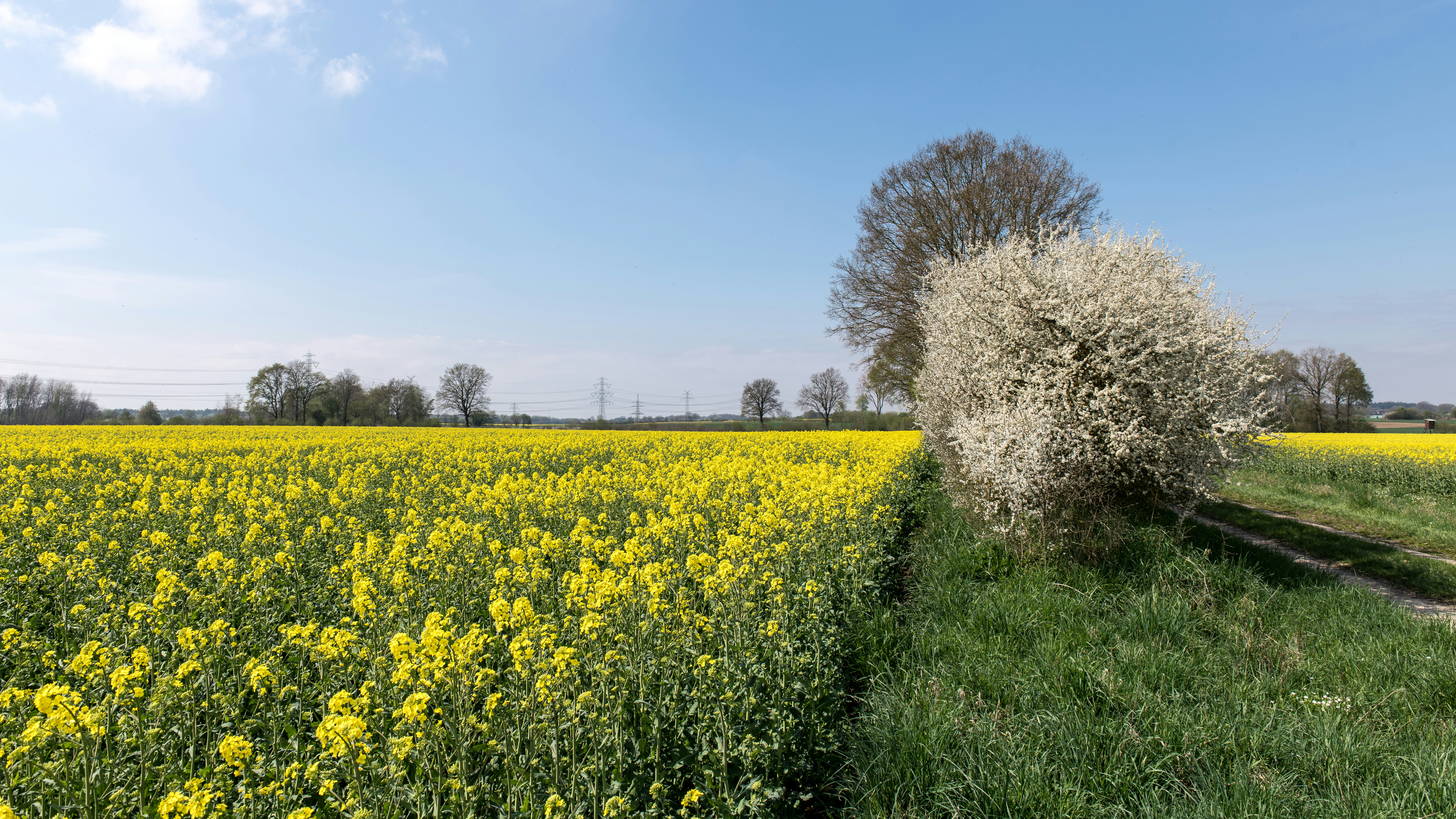 Vast yellow field of rapeseed under a clear blue sky.