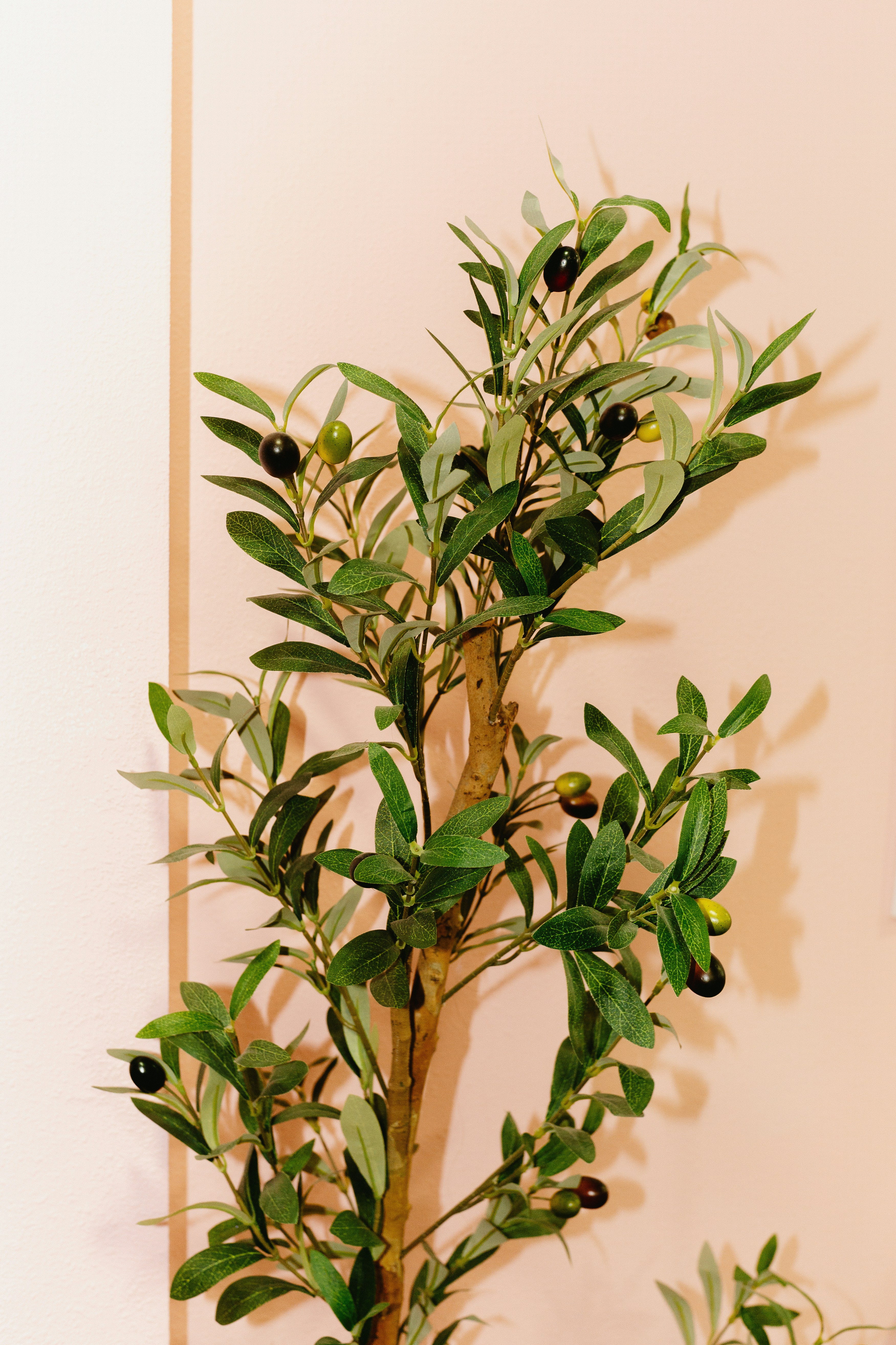 Un petit olivier avec des oliviers verts et noirs.