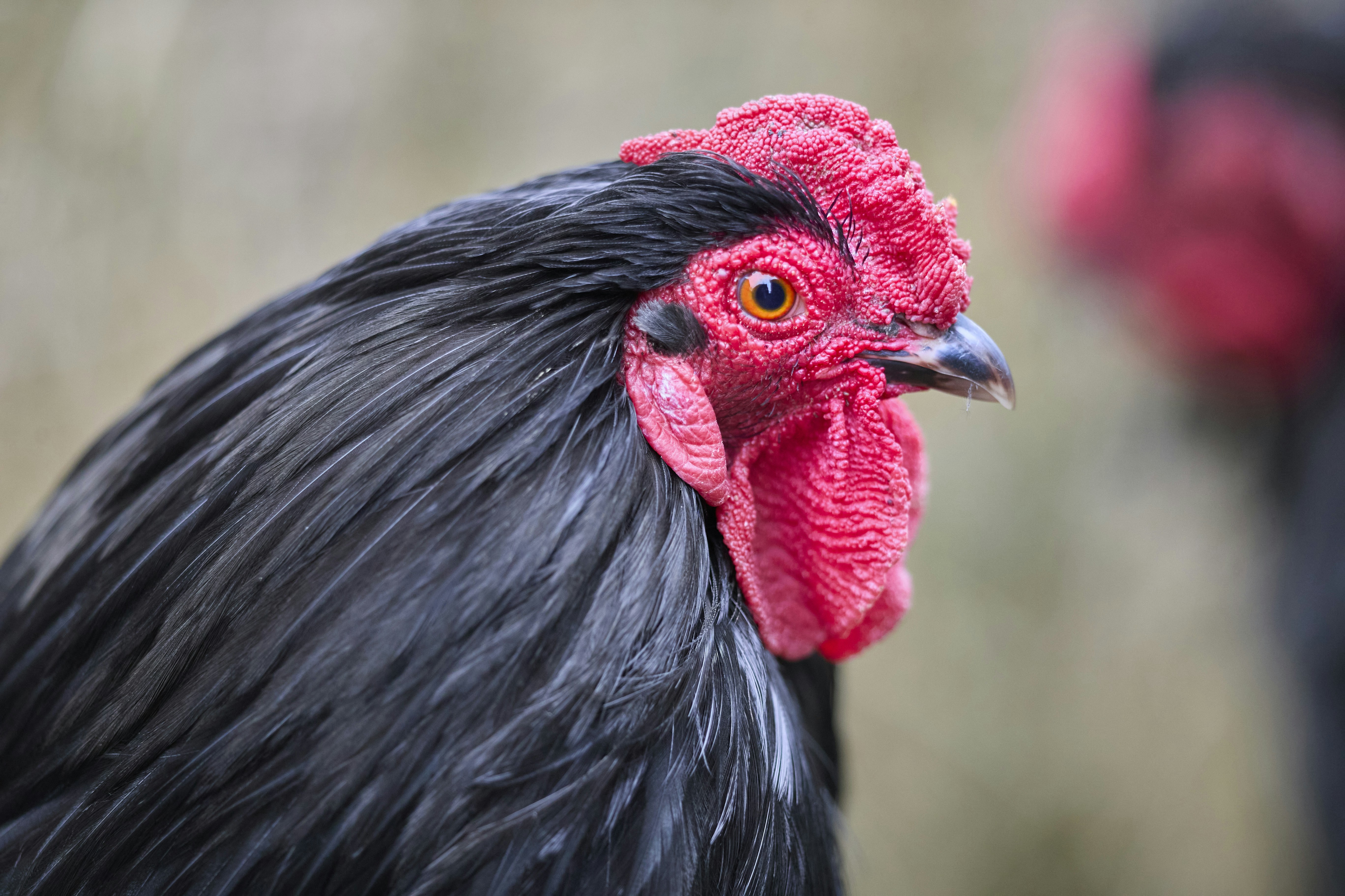 Photo by erwinbosman