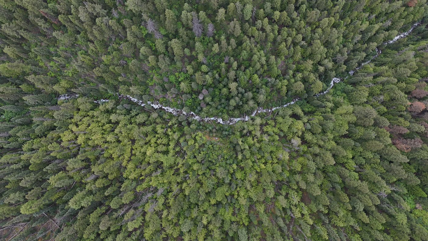 Aerial view of a river winding through boreal forest