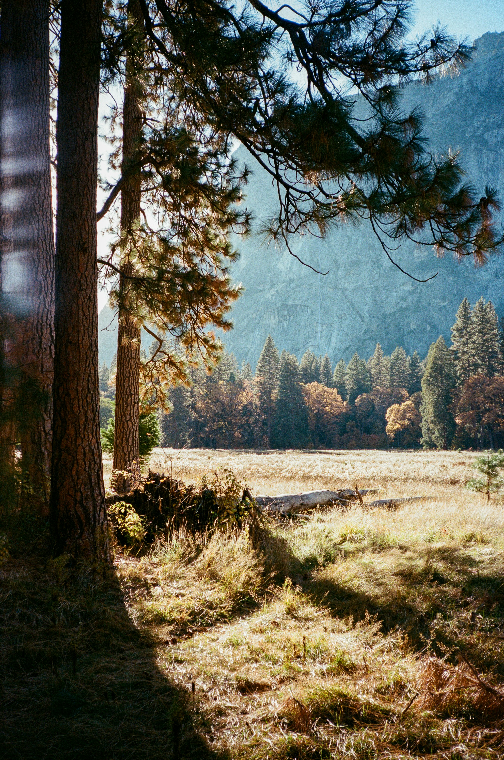 Sunlit meadow with trees and mountains in background