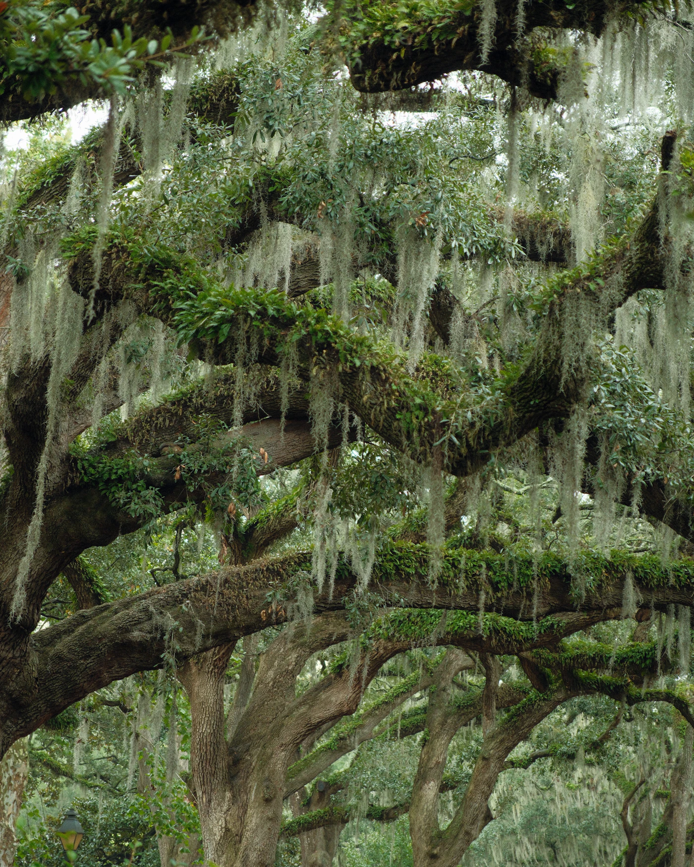 Live oak trees draped in Spanish moss, the maritime forest of coastal Georgia