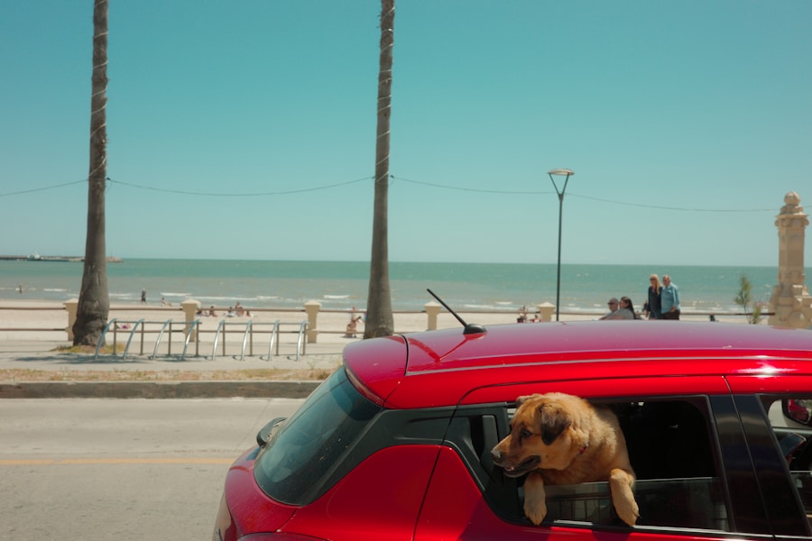Best Dog-Friendly Days Out UK 2026: Attractions That Welcome Dogs
