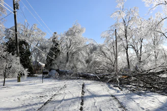 Fallen tree blocks road after ice storm