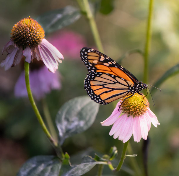 A monarch butterfly rests on a pink coneflower