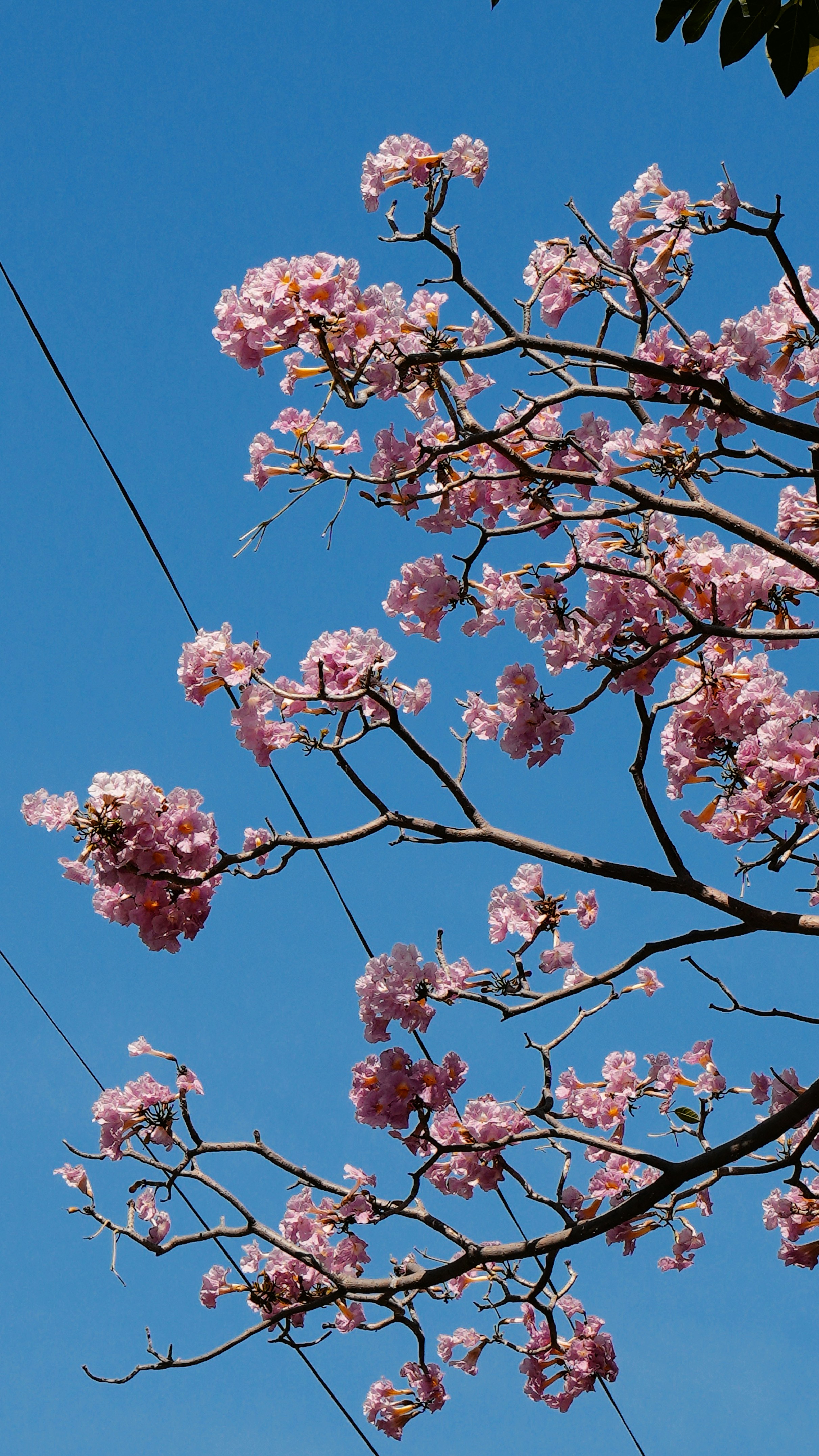 Pink flowers bloom on branches against a clear blue sky.