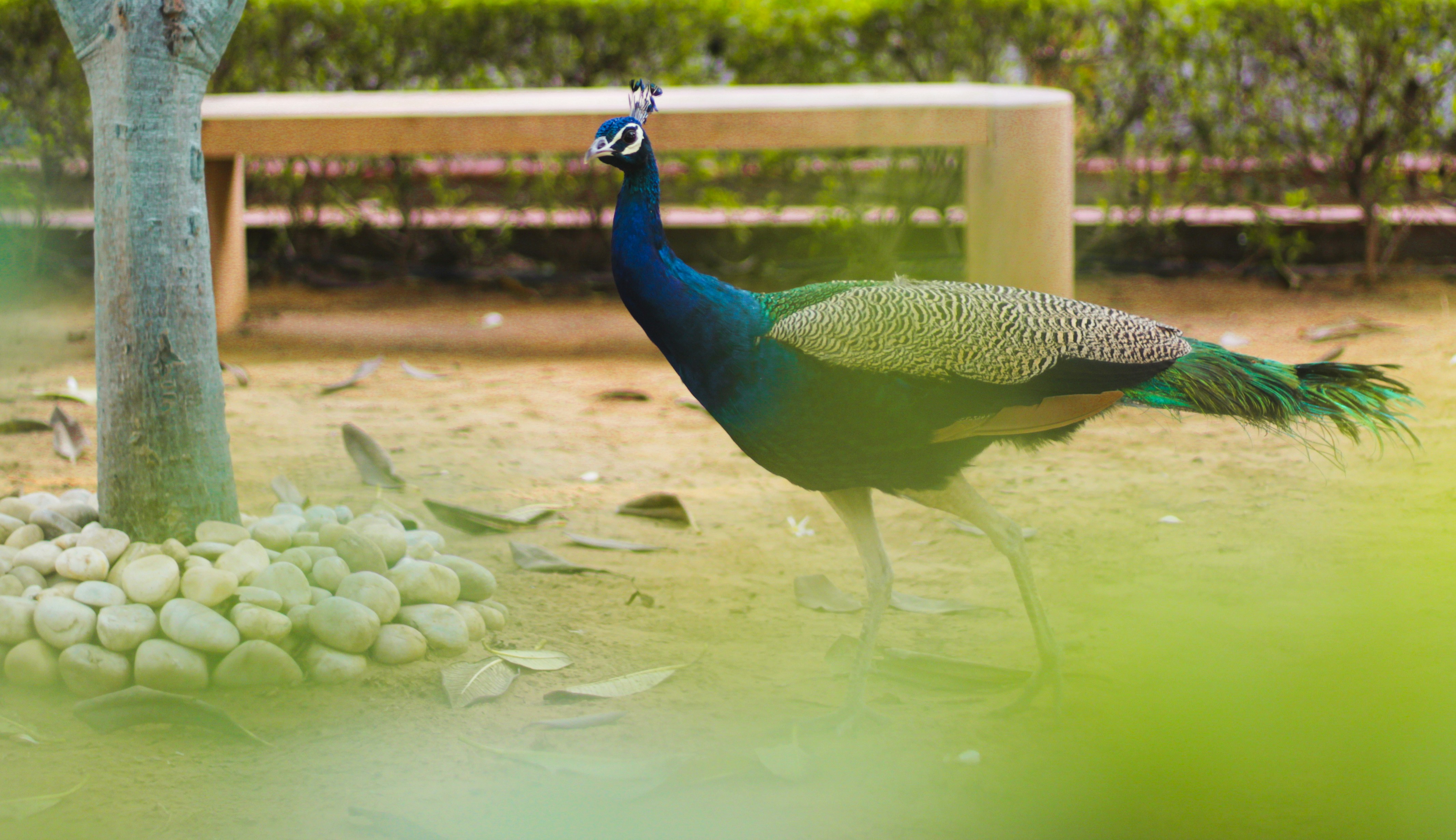 Photo by lakshya2001