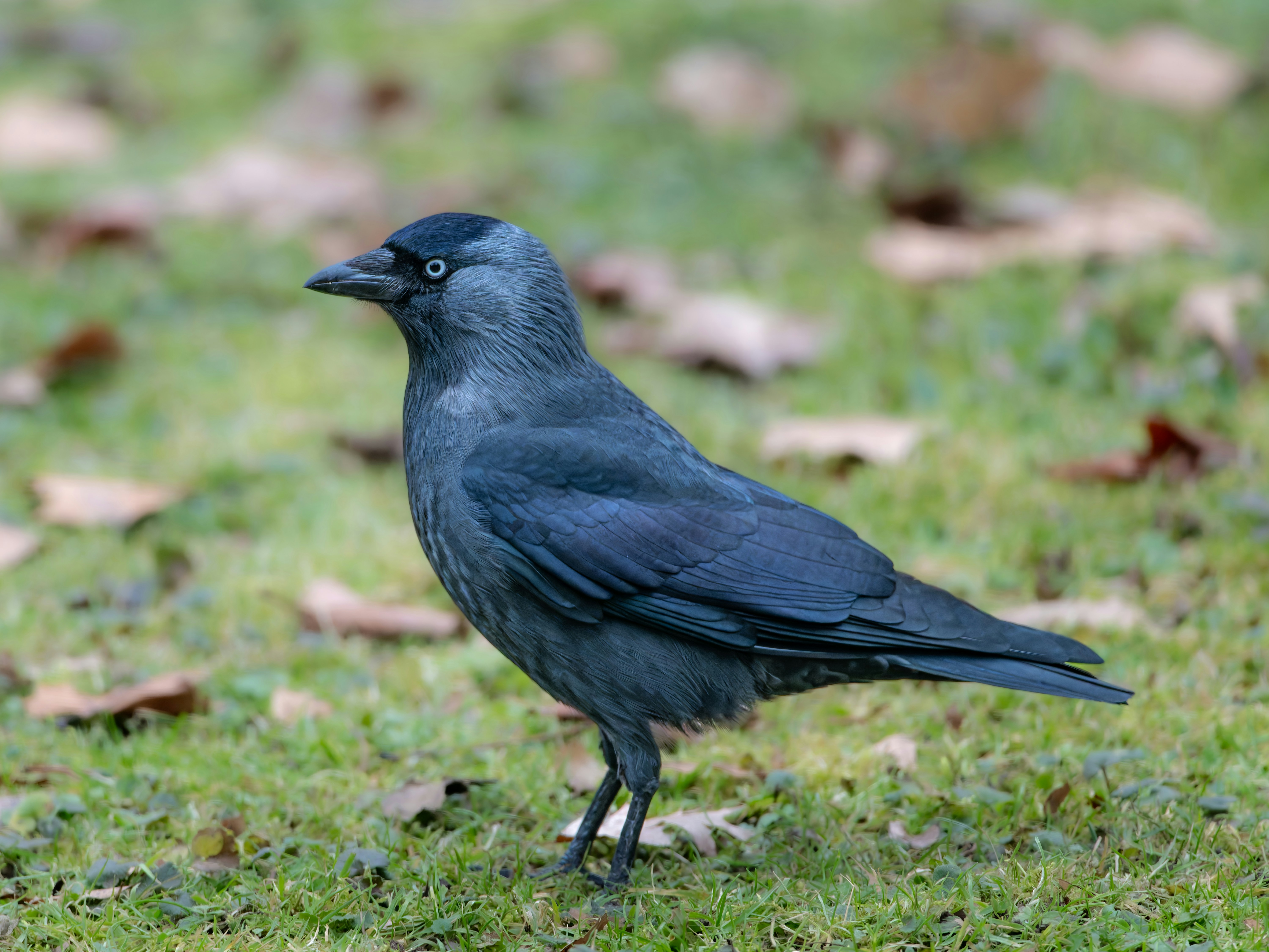 Photo by siegfriedpoepperl