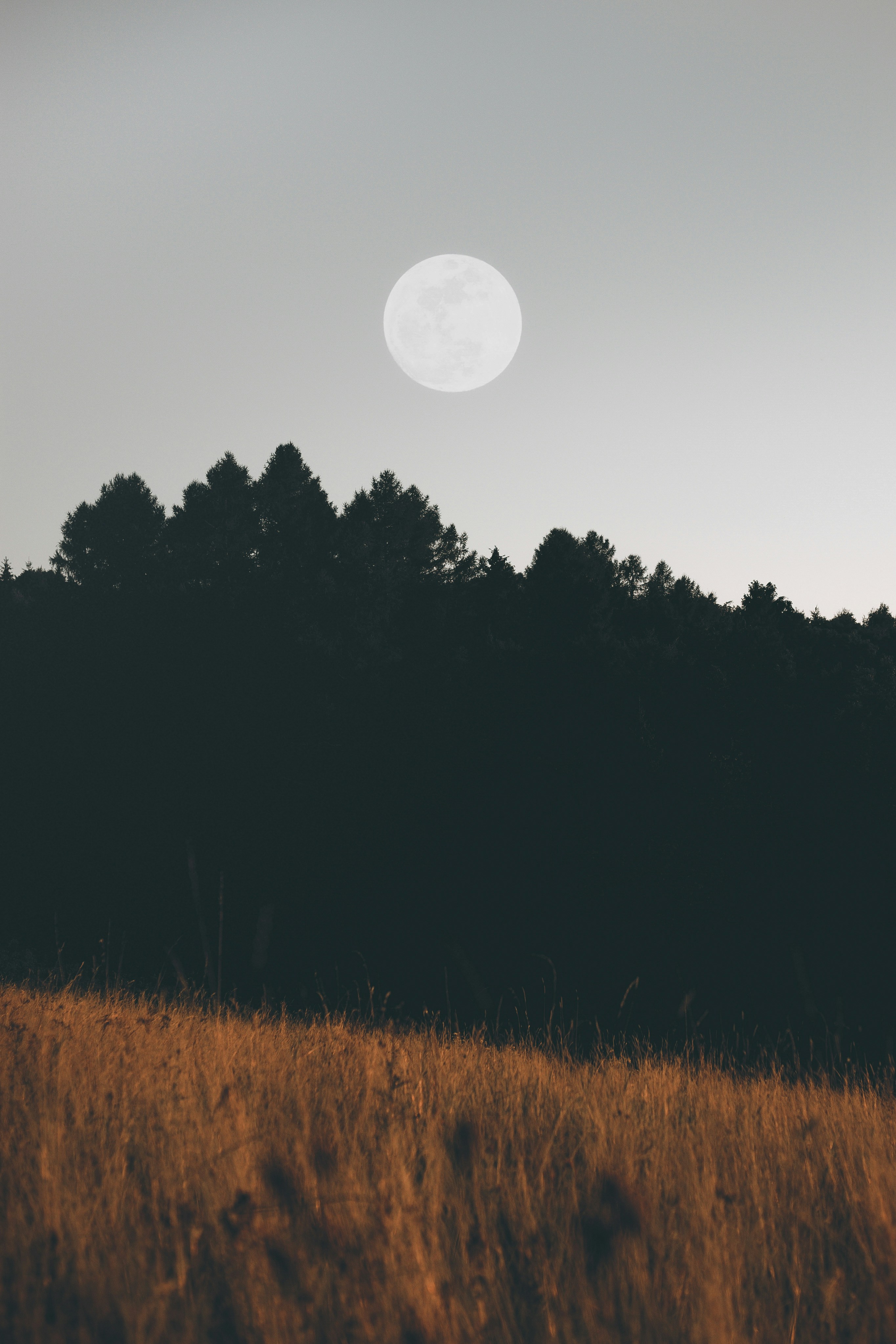 Full moon over a dark forest and dry grass field
