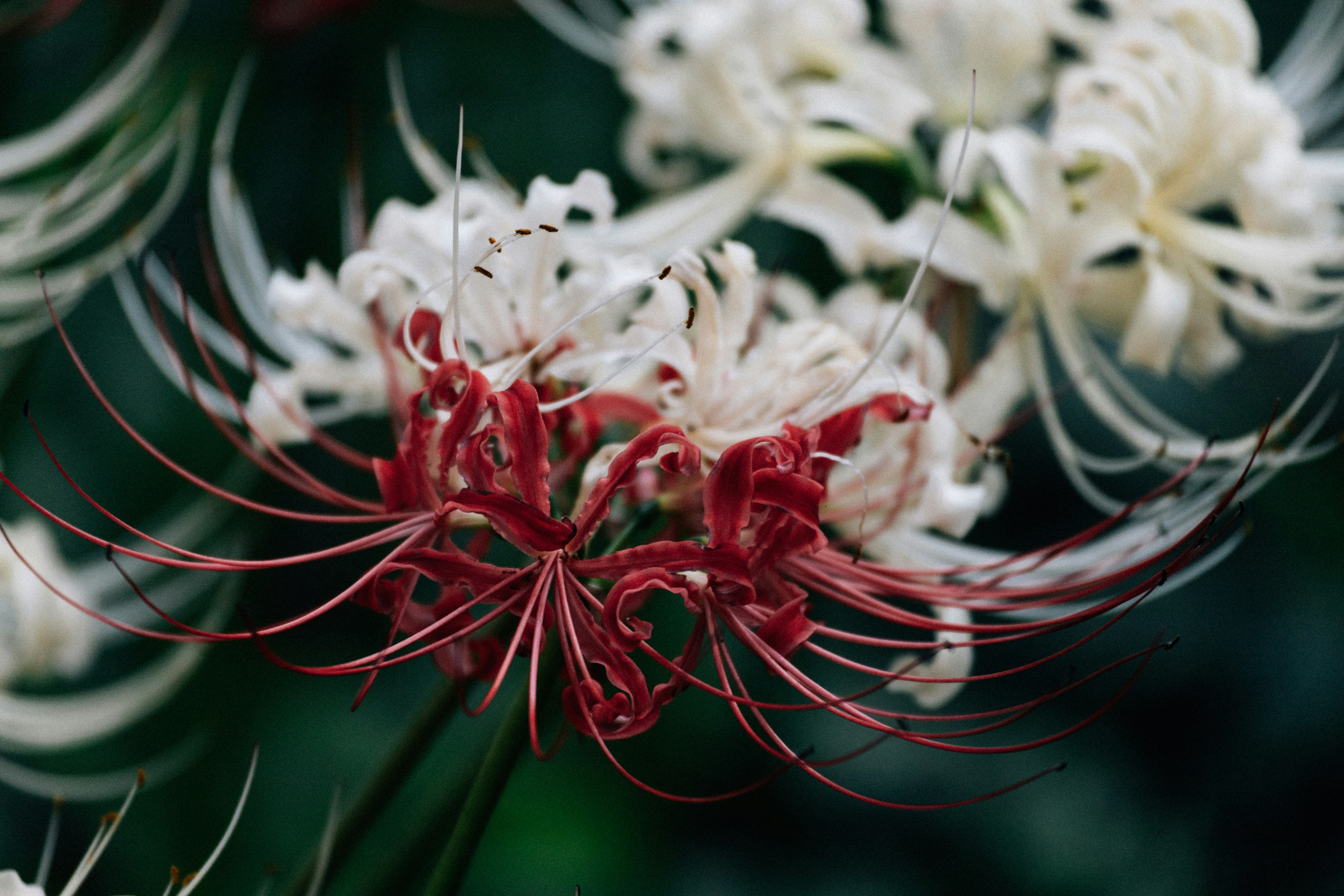 Photo by tsuyoshikozu