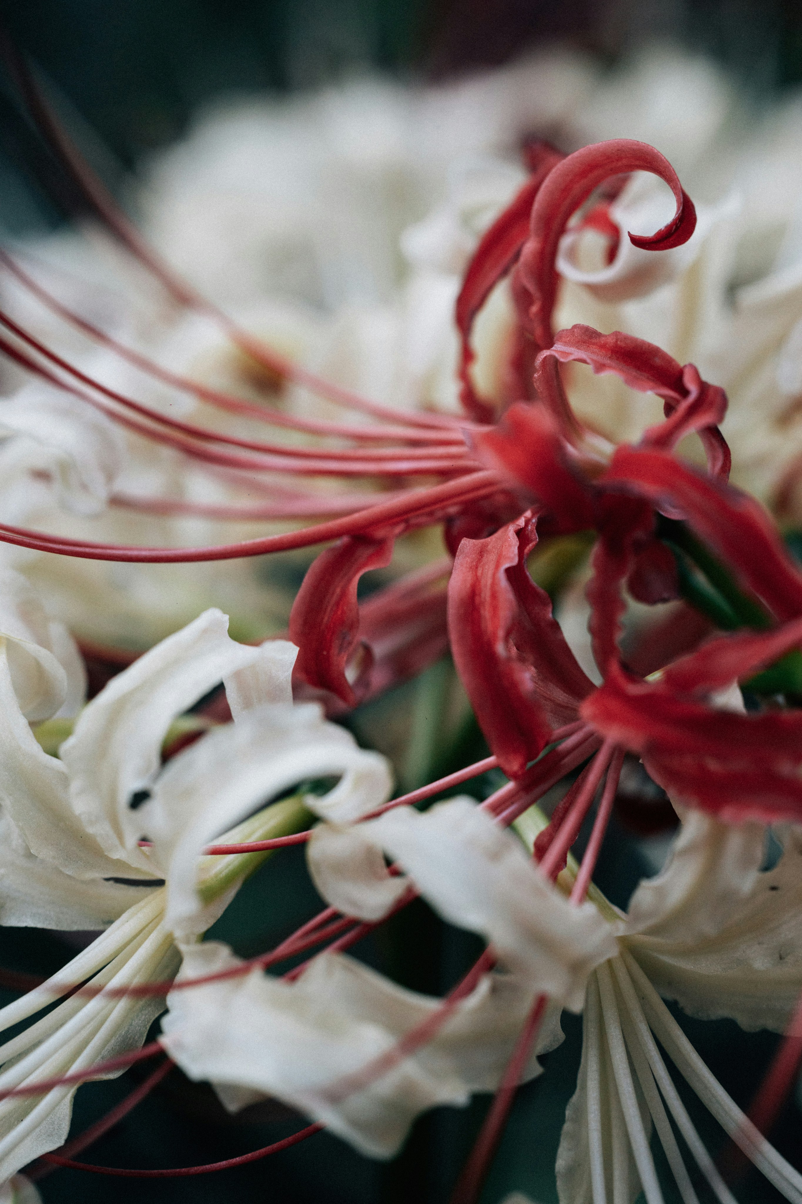 Red and white spider lilies with delicate petals photo  Free Flower Image  on Unsplash