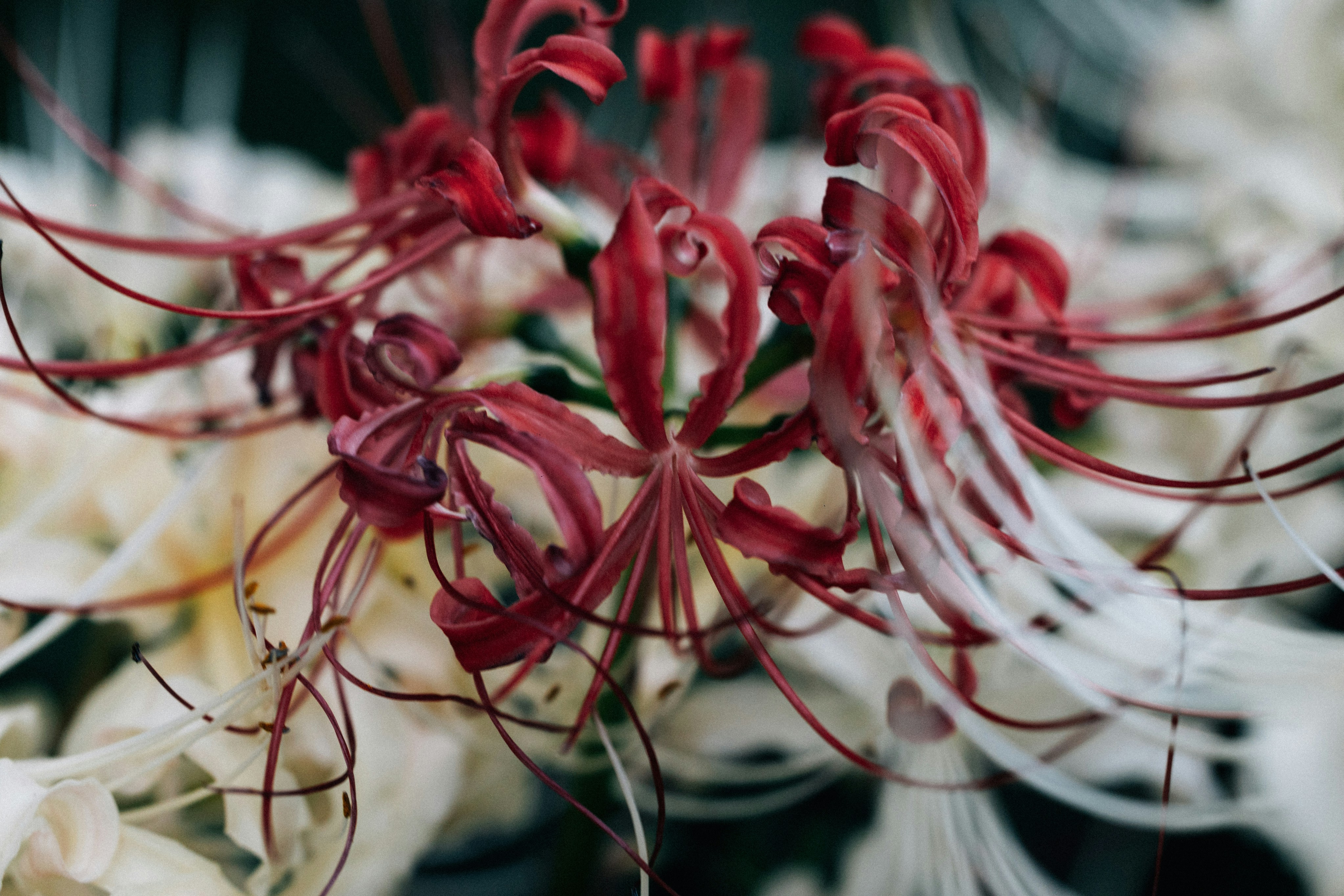 Close-up of red spider lilies with white accents. photo  Free Flower Image  on Unsplash