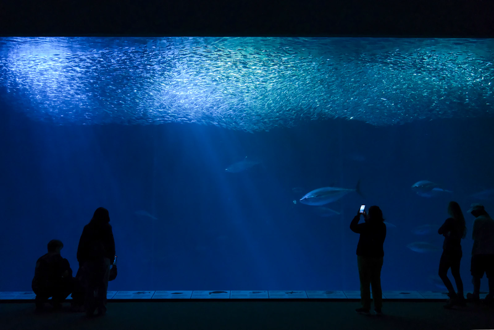 Illustrative photograph of visitors looking into a large aquarium tank