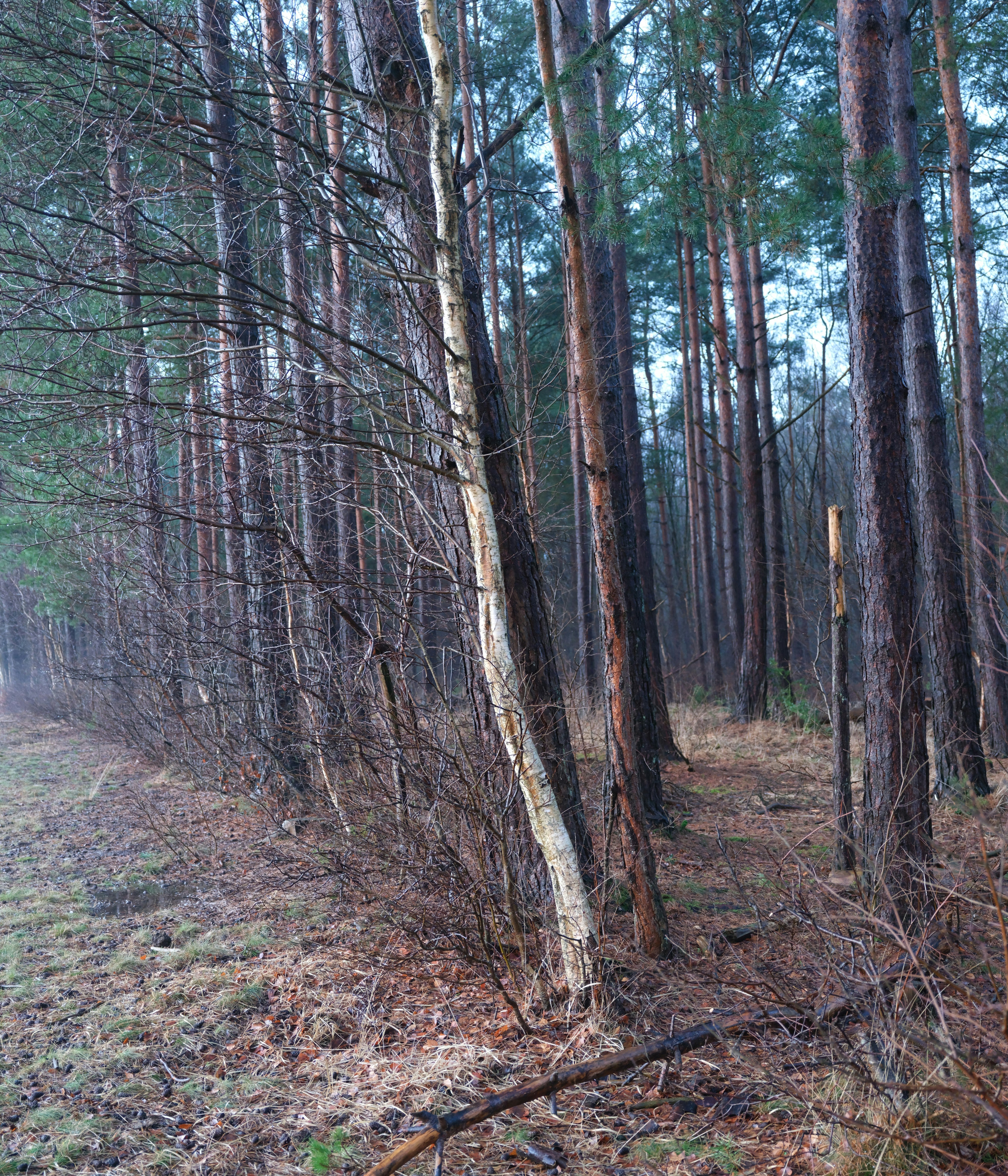 Tall pine trees line a forest path in winter.