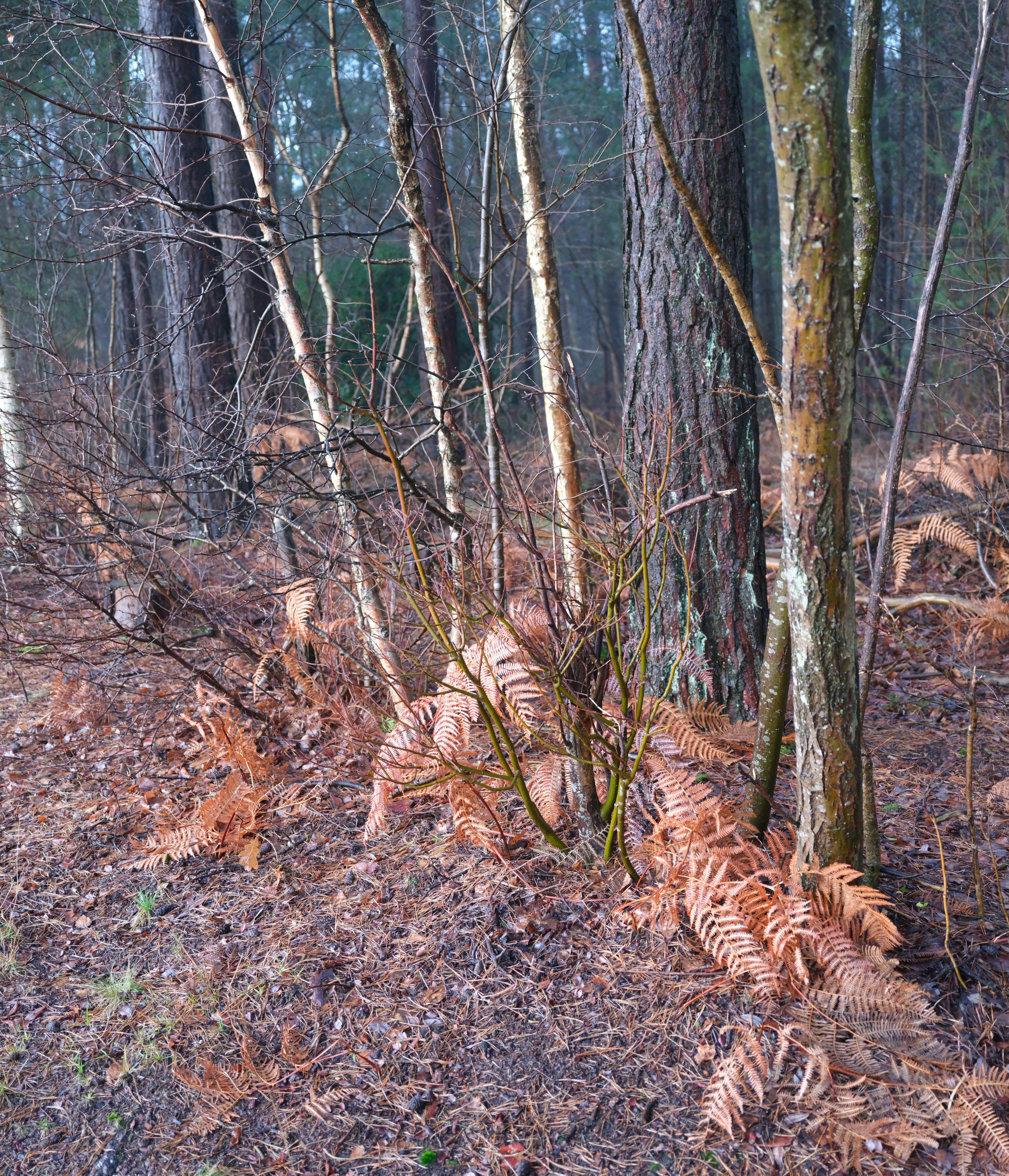 Photo by tanyabarrow