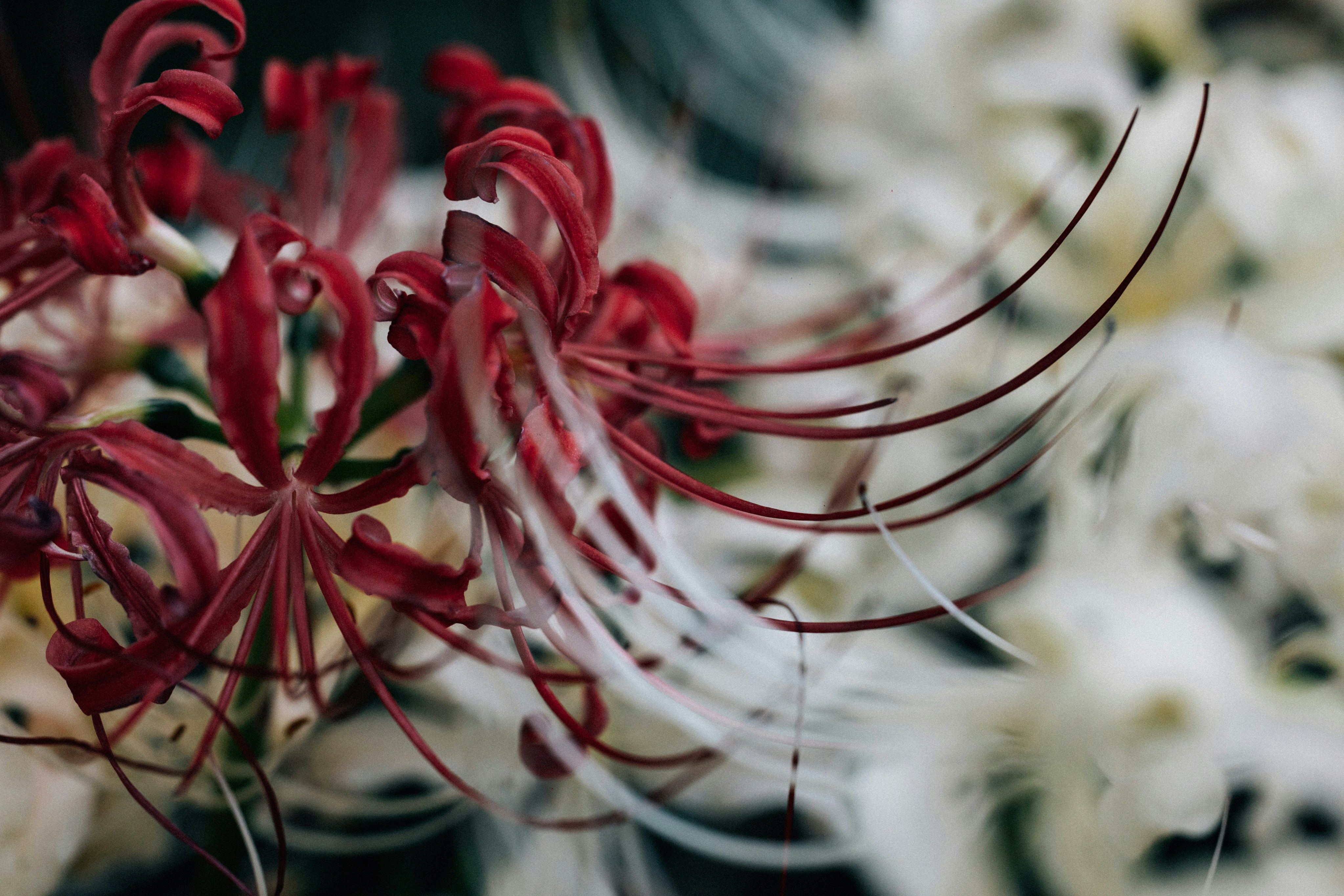 Photo by tsuyoshikozu