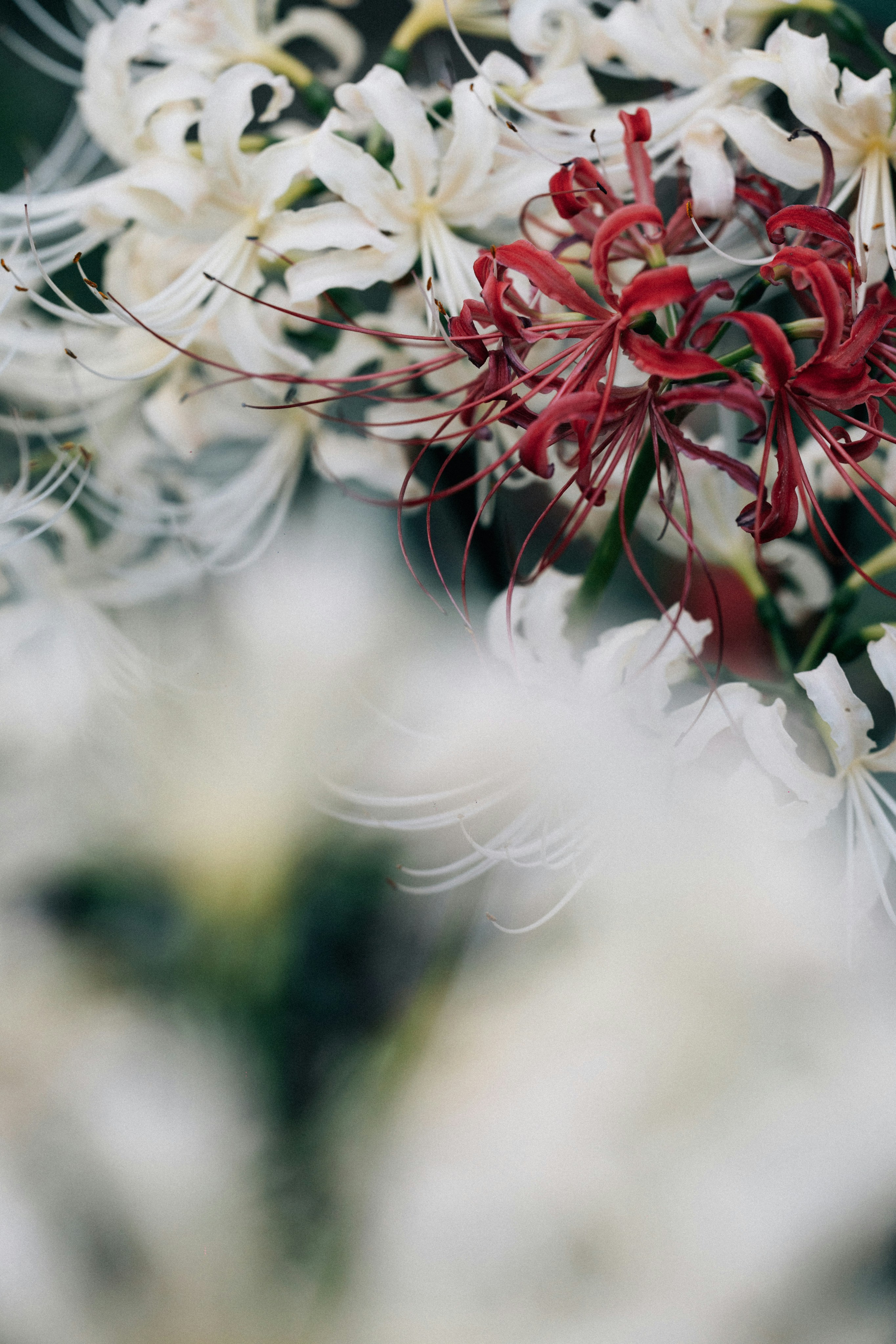 Photo by tsuyoshikozu