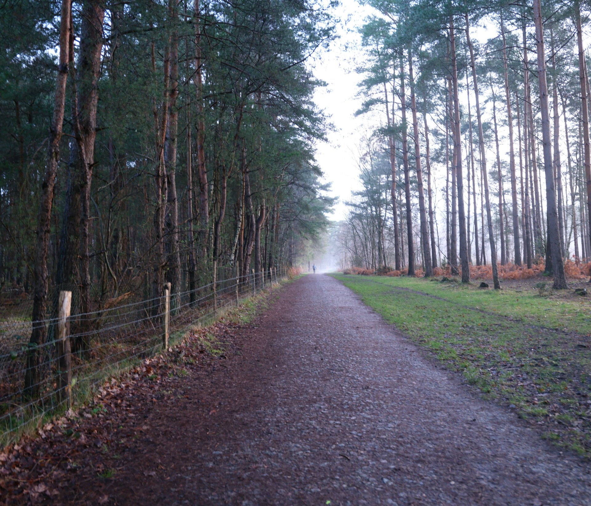 A dirt path through a dense pine forest