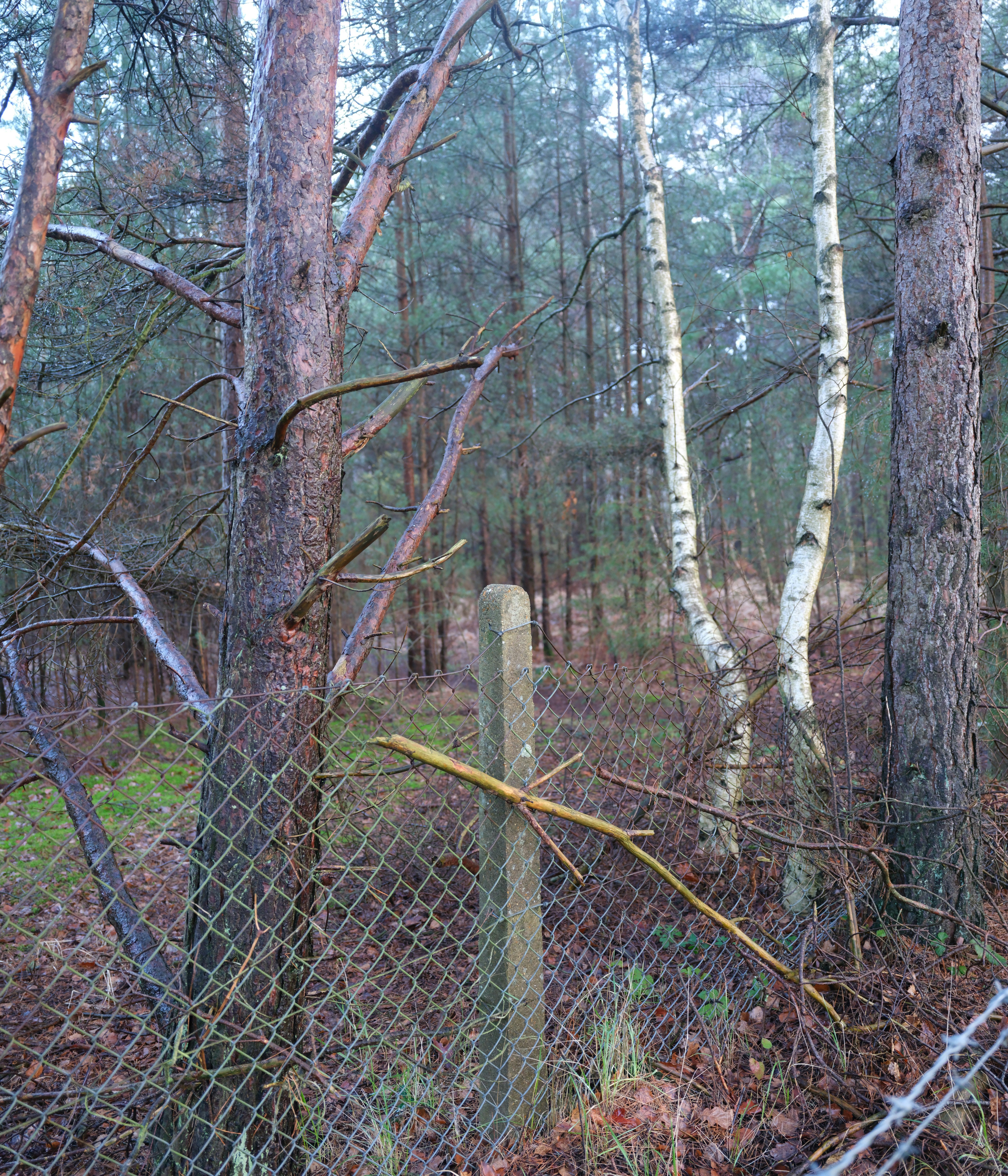 A fence in a forest with trees and a marker.