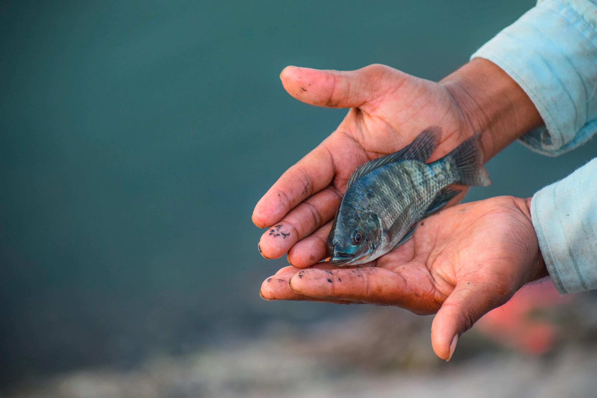 Hands holding a small striped fish near water