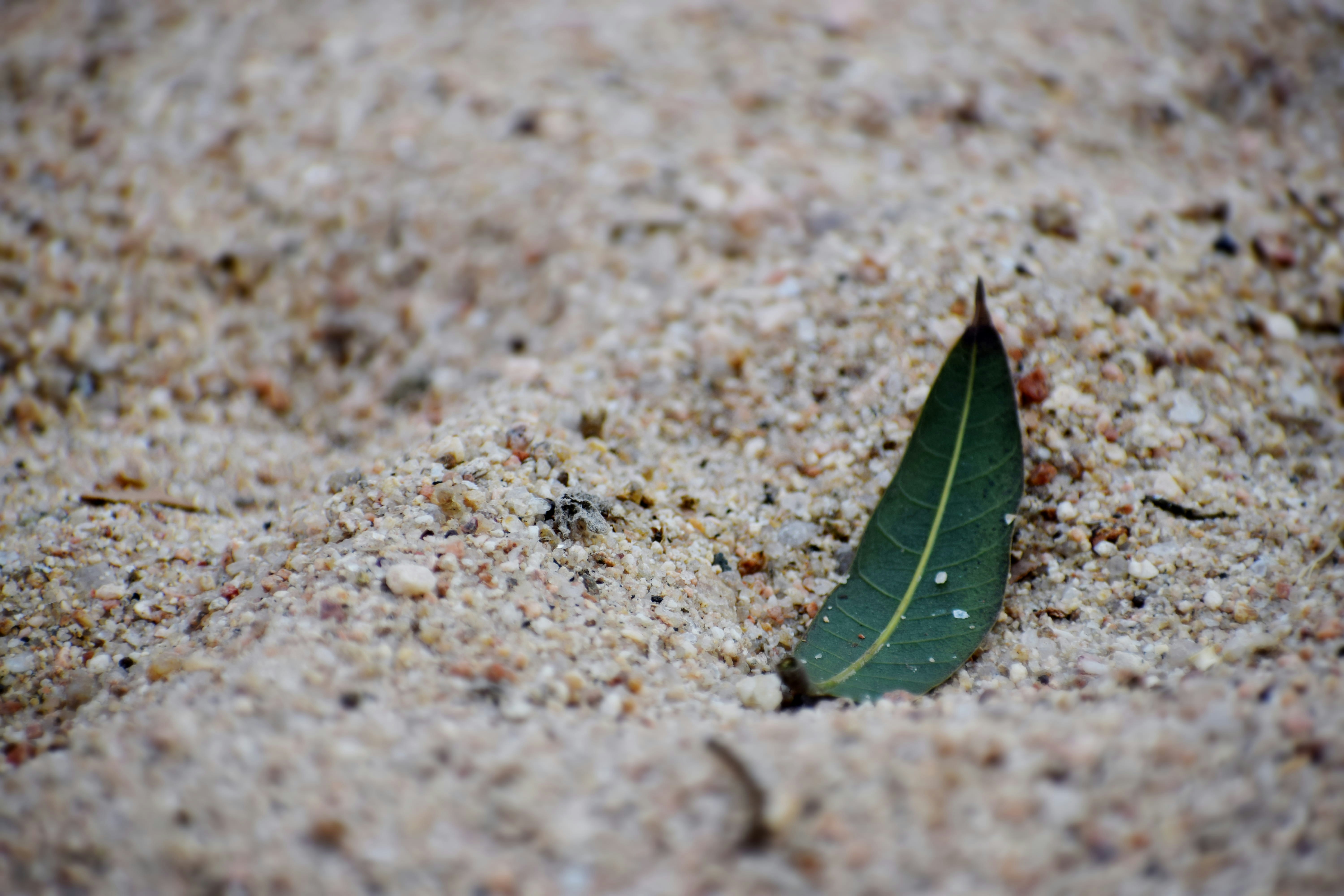 A single green leaf rests on coarse sand.