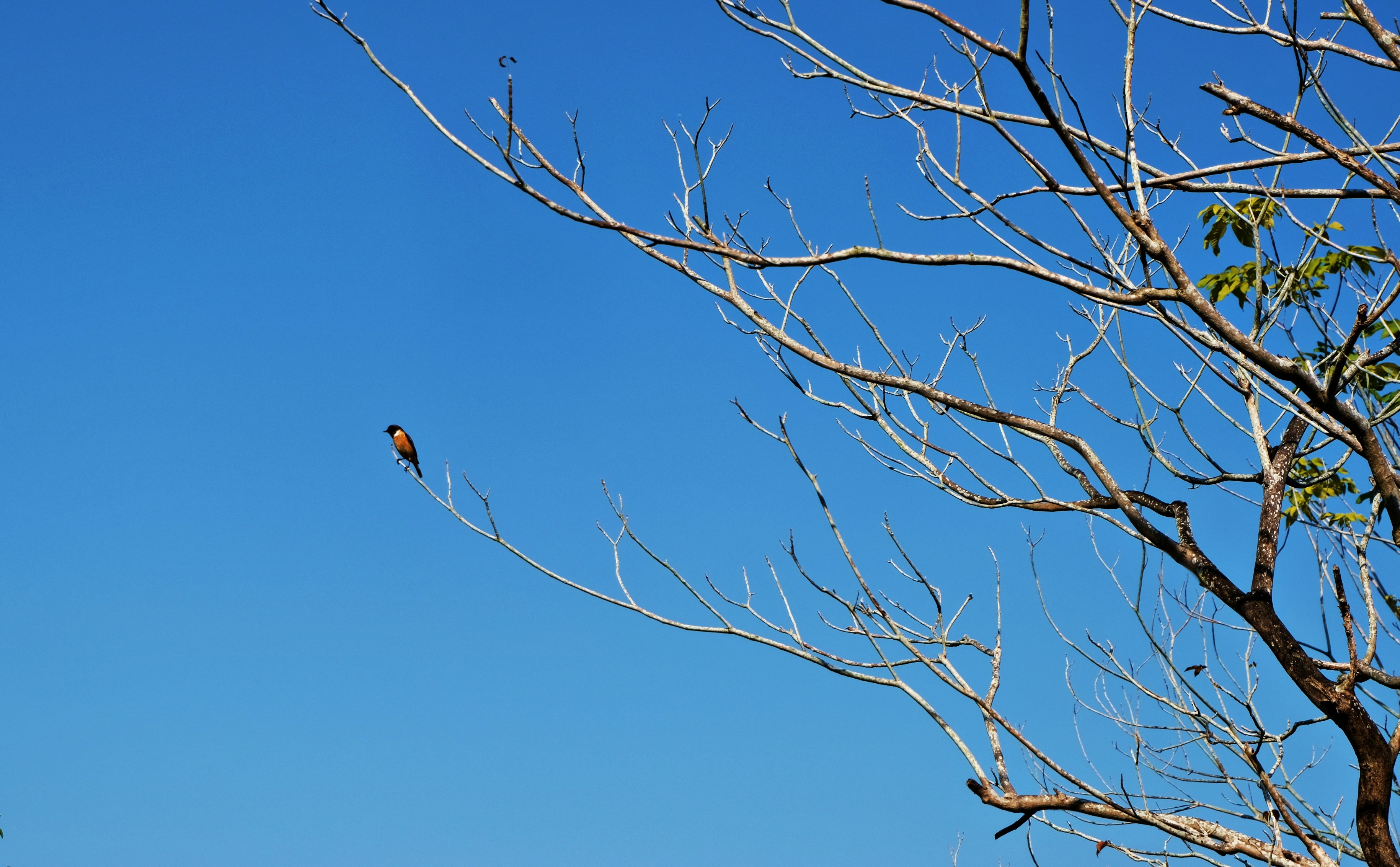 A small bird perched on a bare tree branch